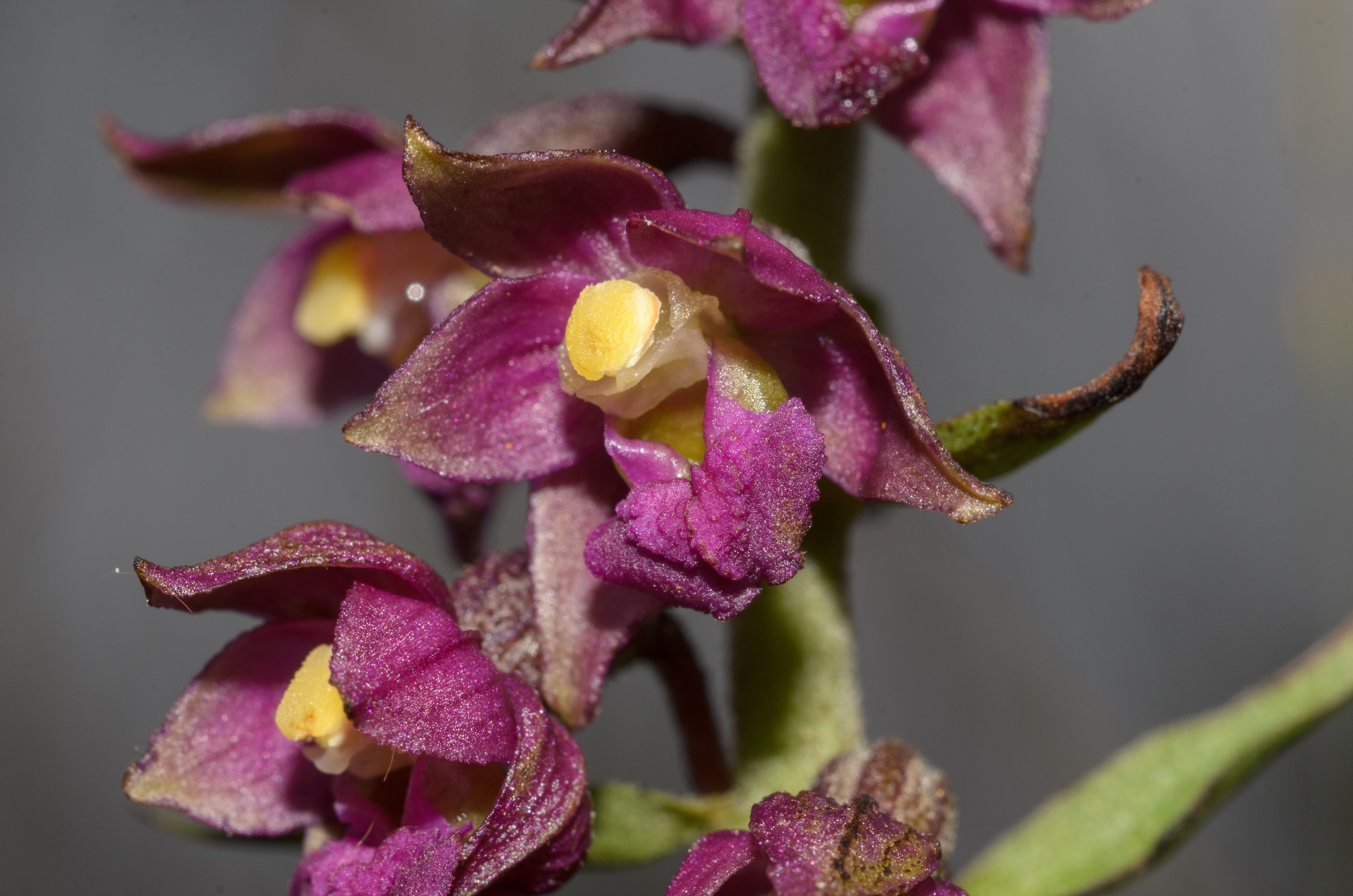 DSC_3894 – Epipactis, UK16, Yorkshire, atrorubens, crispin, england, sheffield, uk