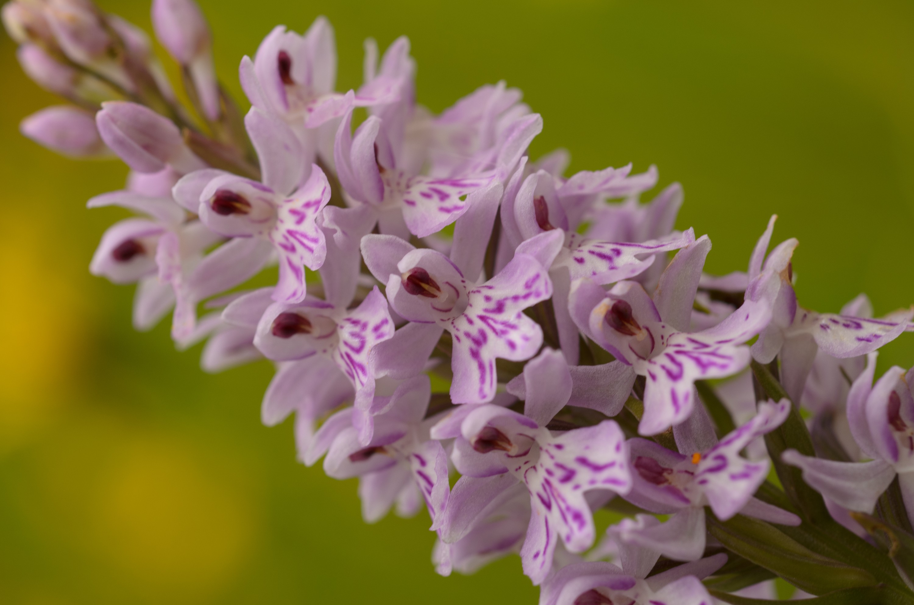 DSC_3933 – Dactylorhiza, UK16, Yorkshire, common, crispin, england, fuchsii, orchid, sheffield, spotted, uk