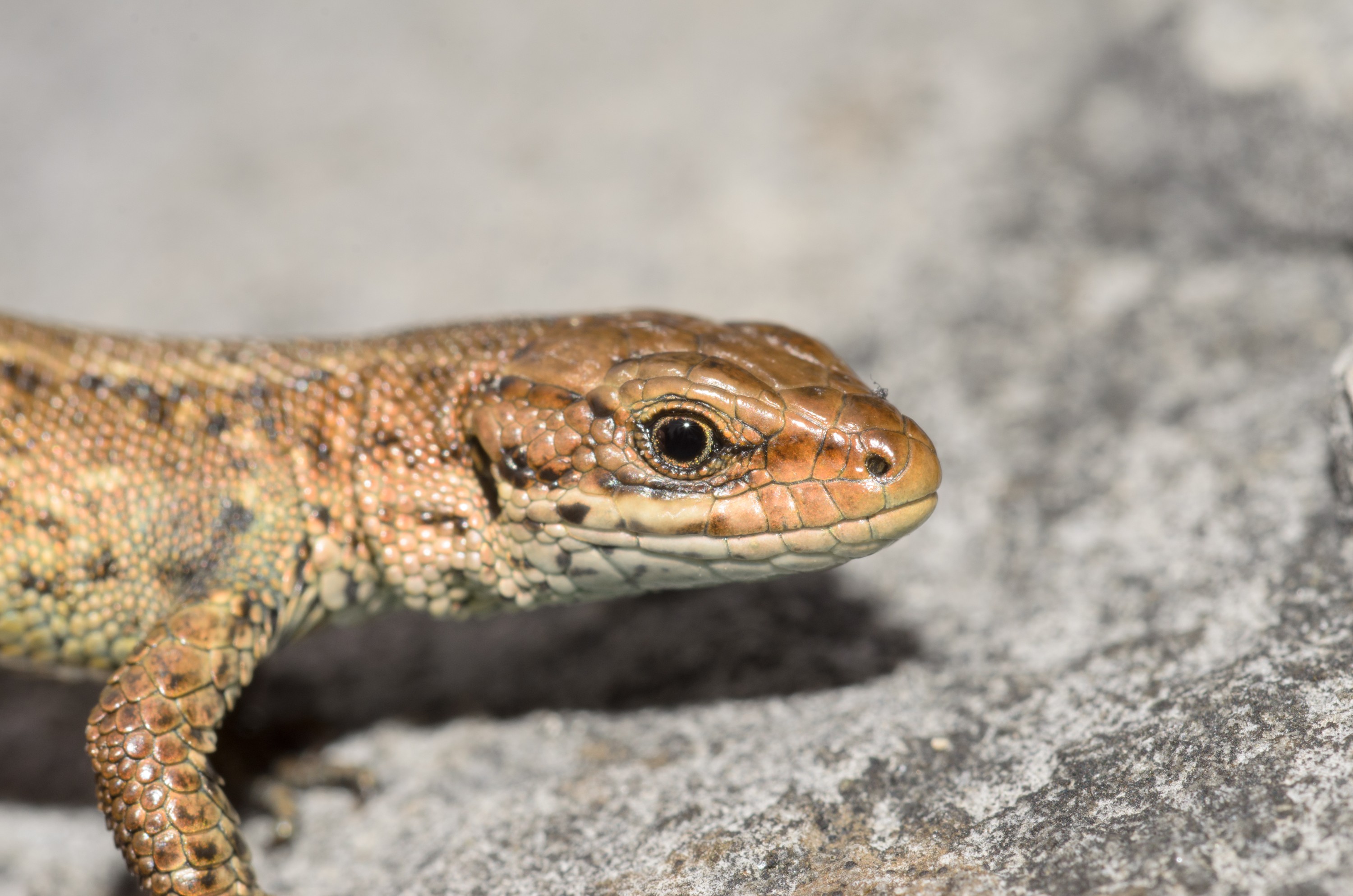 DSC_3987 – Lacerta, UK16, Yorkshire, crispin, england, sheffield, uk, vivipara