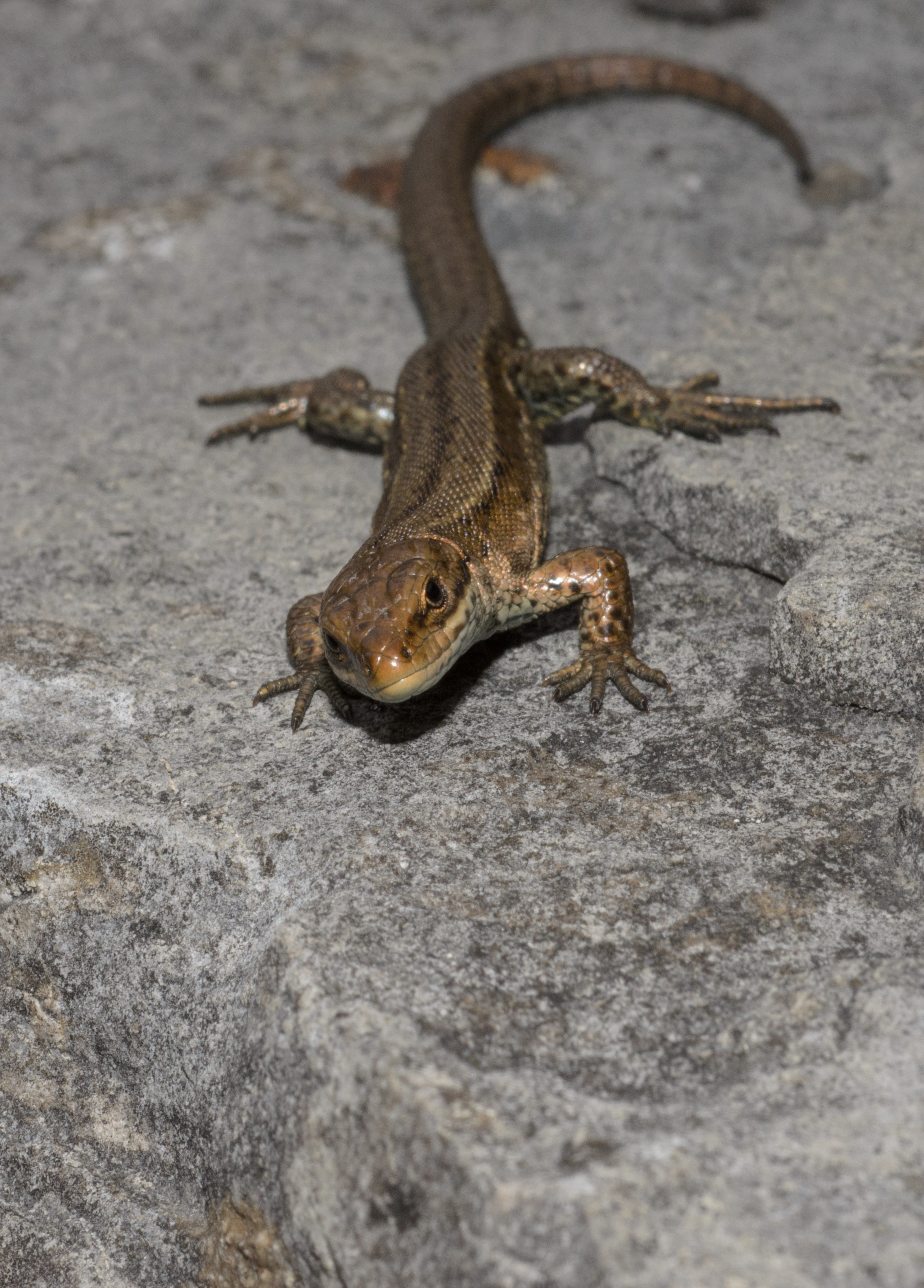 DSC_4008 – Lacerta, UK16, Yorkshire, crispin, england, sheffield, uk, vivipara
