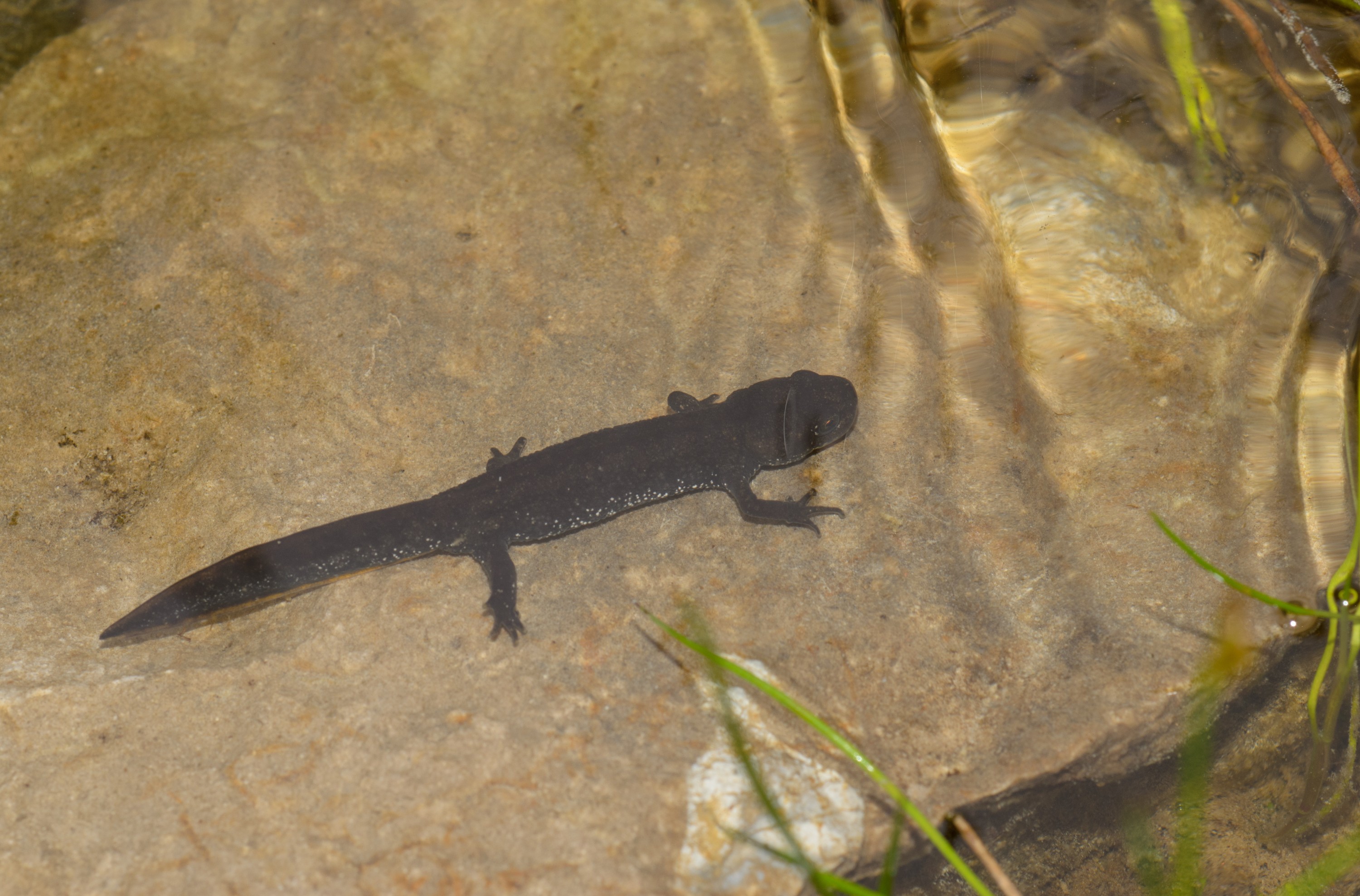DSC_4023 – Newt, Triturus, UK16, Yorkshire, crested, crispin, cristatus, england, great, sheffield, uk