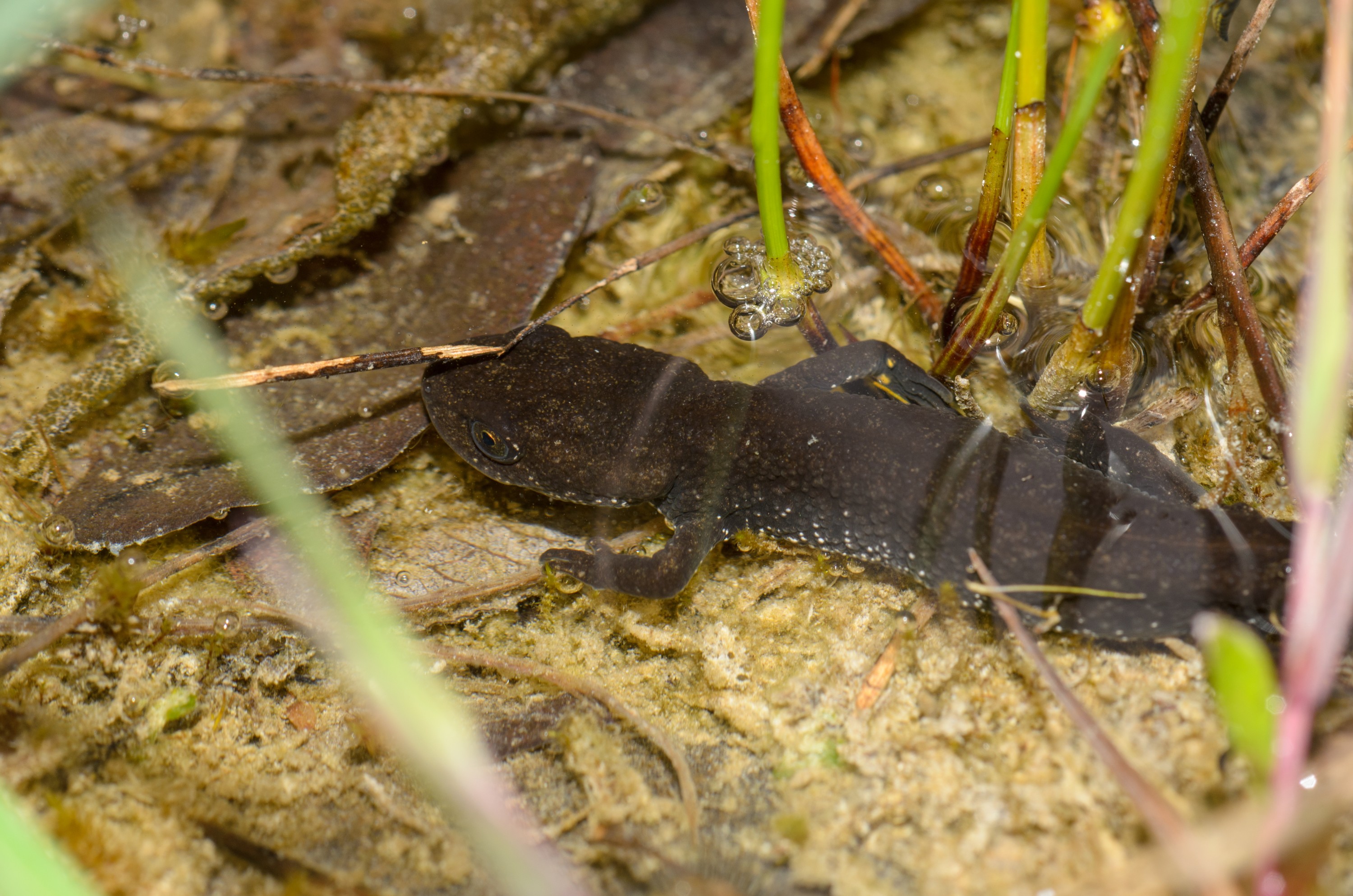 DSC_4038 – Newt, Triturus, UK16, Yorkshire, crested, crispin, cristatus, england, great, sheffield, uk