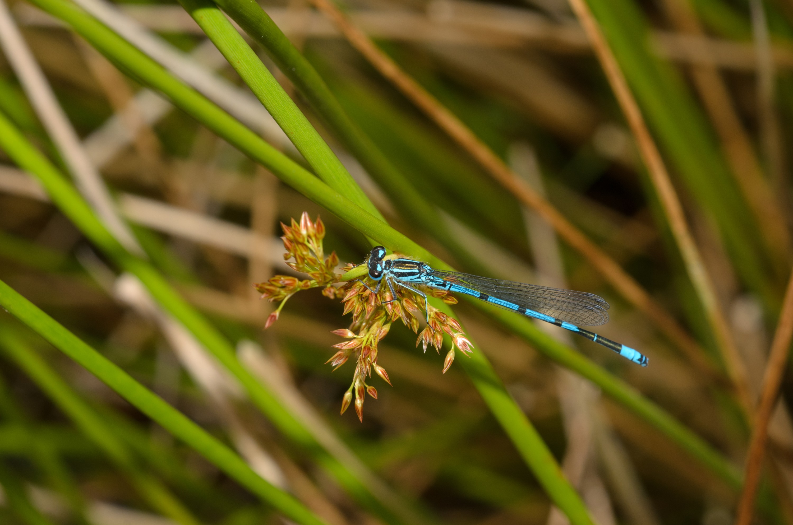 DSC_4074 – UK16, Yorkshire, crispin, damselfly, england, sheffield, uk