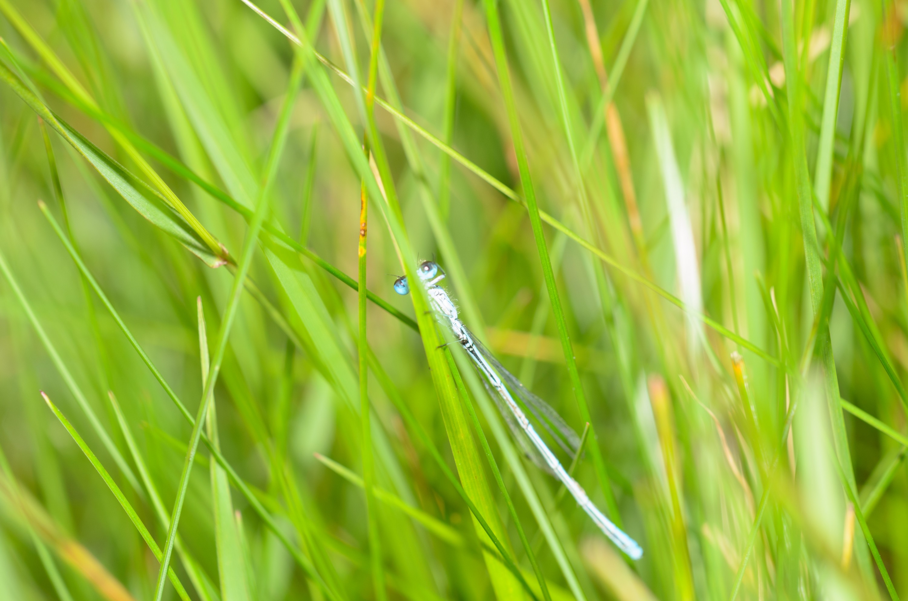 DSC_4087 – UK16, Yorkshire, crispin, damselfly, england, sheffield, uk