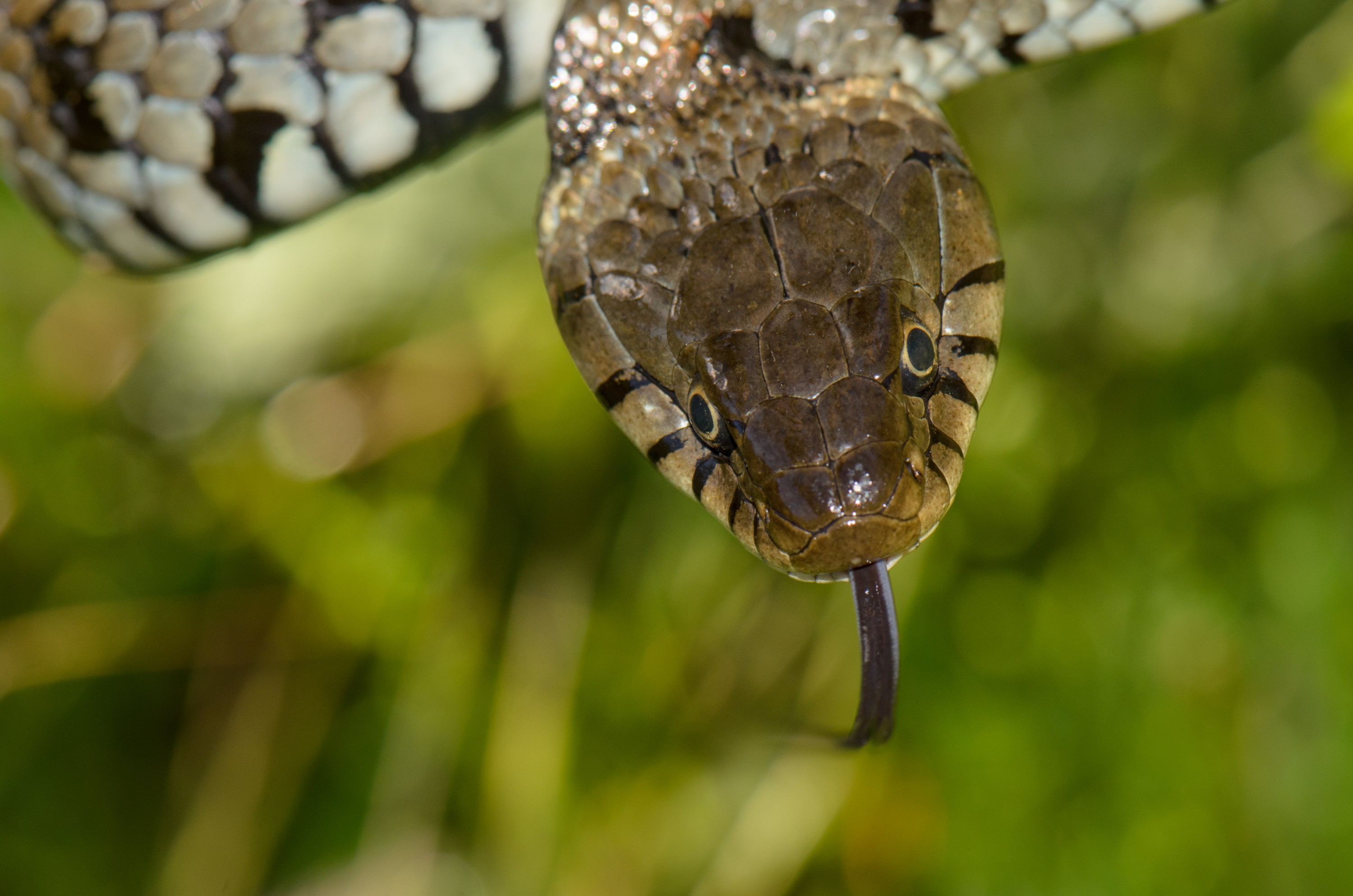 DSC_4122 – Natrix natrix, Snake, UK16, Yorkshire, crispin, england, grass, natrix, sheffield, uk
