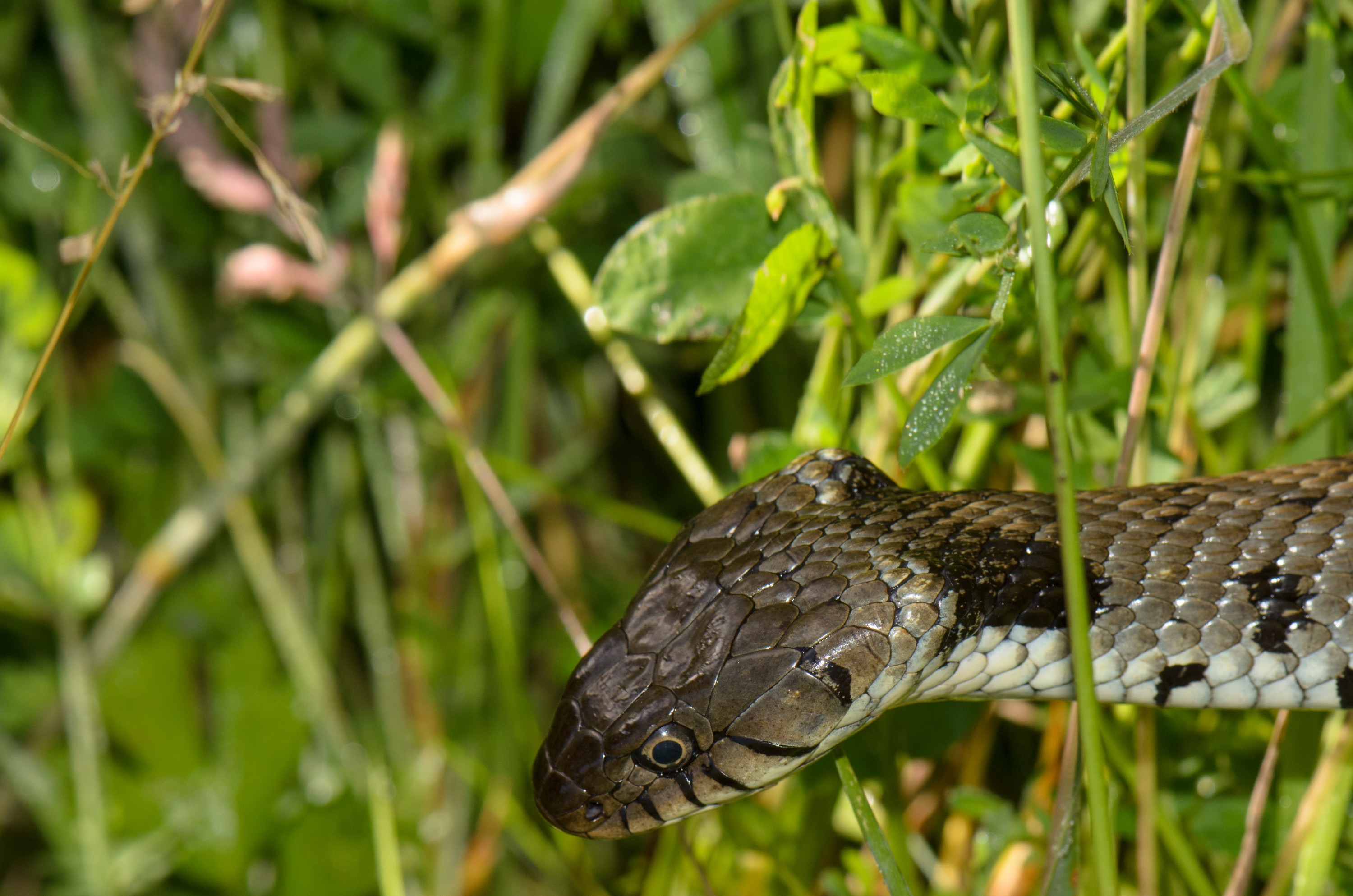 DSC_4124 – Natrix natrix, Snake, UK16, Yorkshire, crispin, england, grass, natrix, sheffield, uk