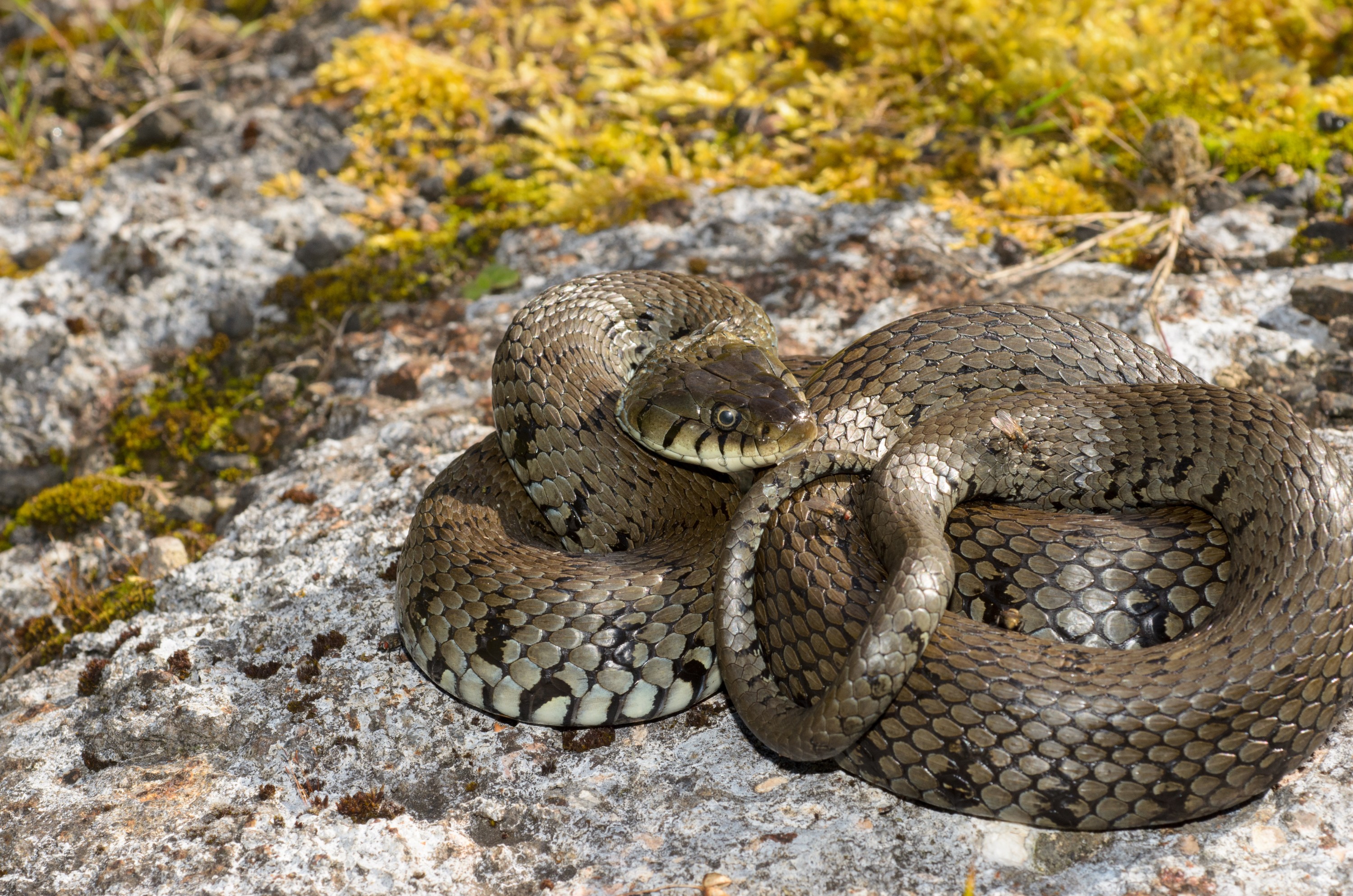 DSC_4146 – Natrix natrix, Snake, UK16, Yorkshire, crispin, england, grass, natrix, sheffield, uk