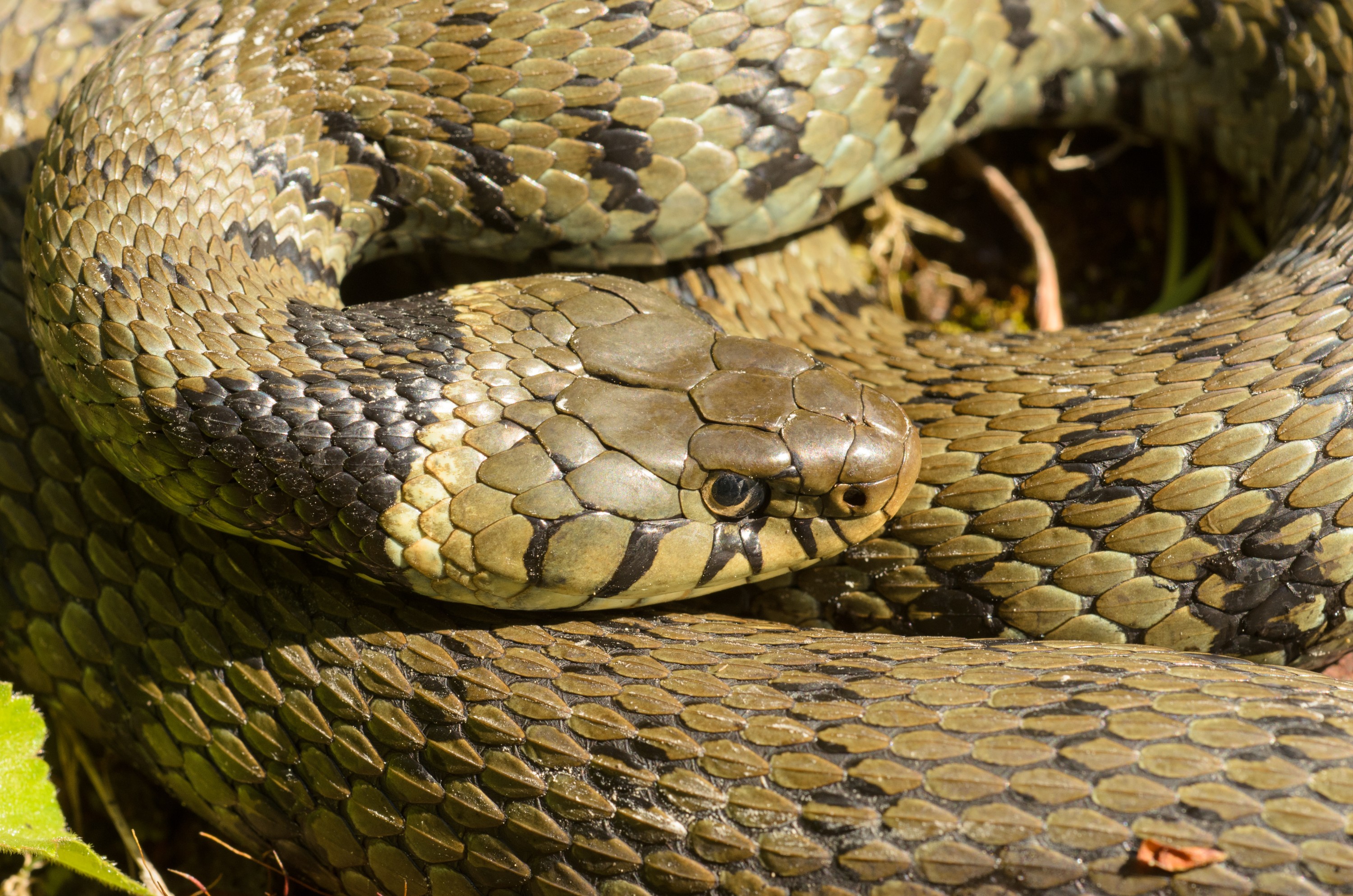 DSC_4196 – Natrix natrix, Snake, UK16, Yorkshire, crispin, england, grass, natrix, sheffield, uk