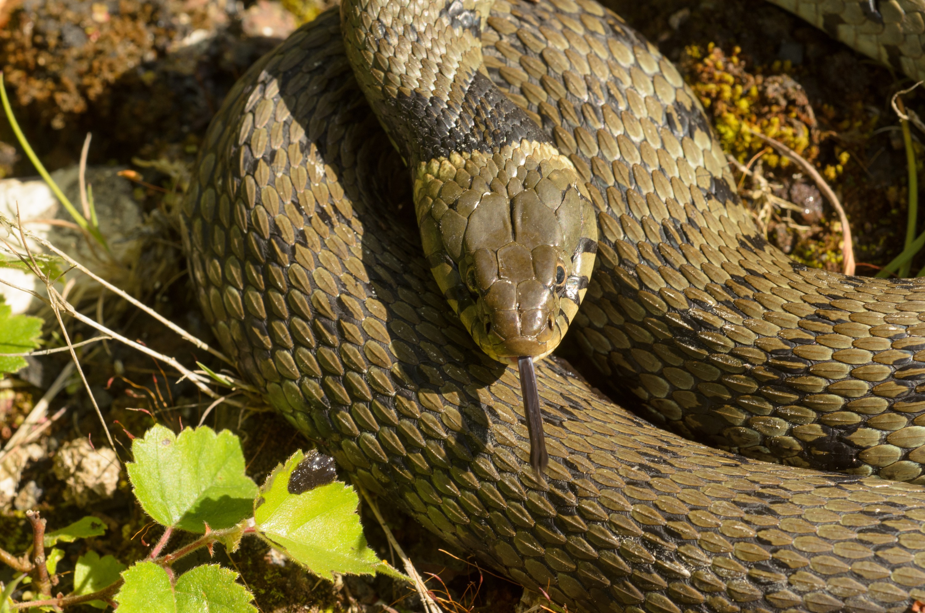 DSC_4211 – Natrix natrix, Snake, UK16, Yorkshire, crispin, england, grass, natrix, sheffield, uk