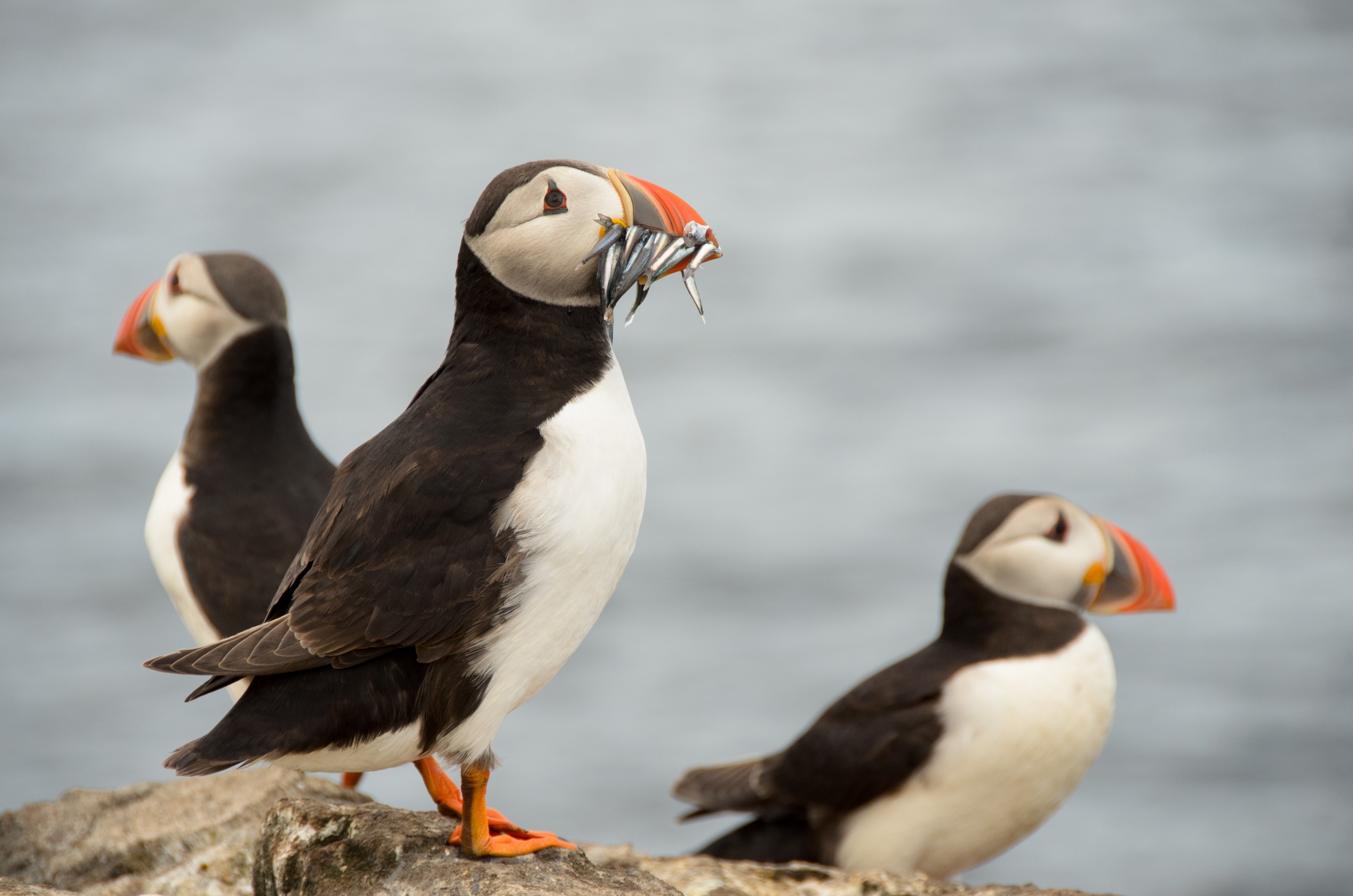 DSC_4402 – England, Farne, Islands, Northumberland, Puffins, UK, UK16, crispin