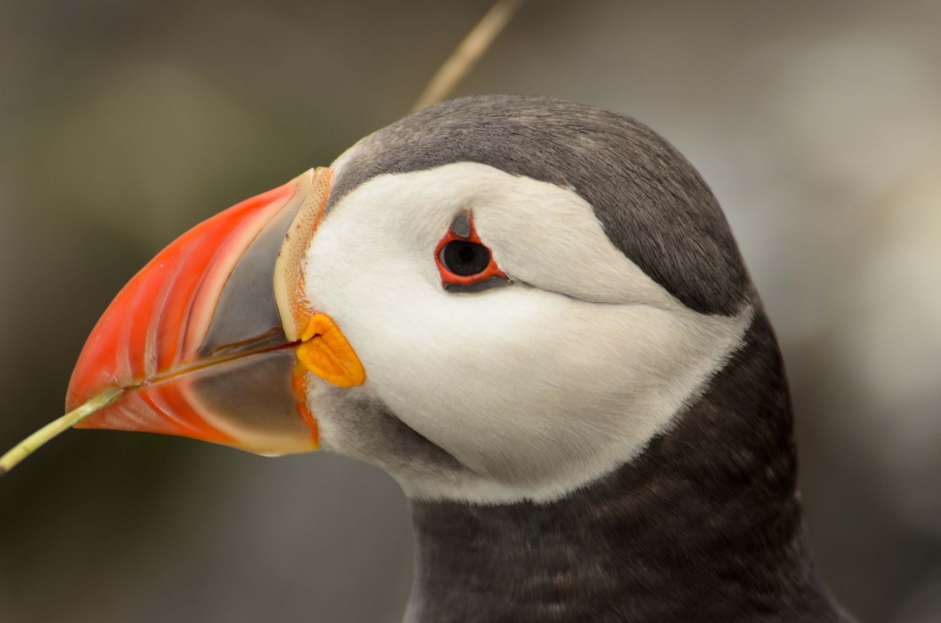 DSC_4479 – England, Farne, Islands, Northumberland, Puffins, UK, UK16, crispin