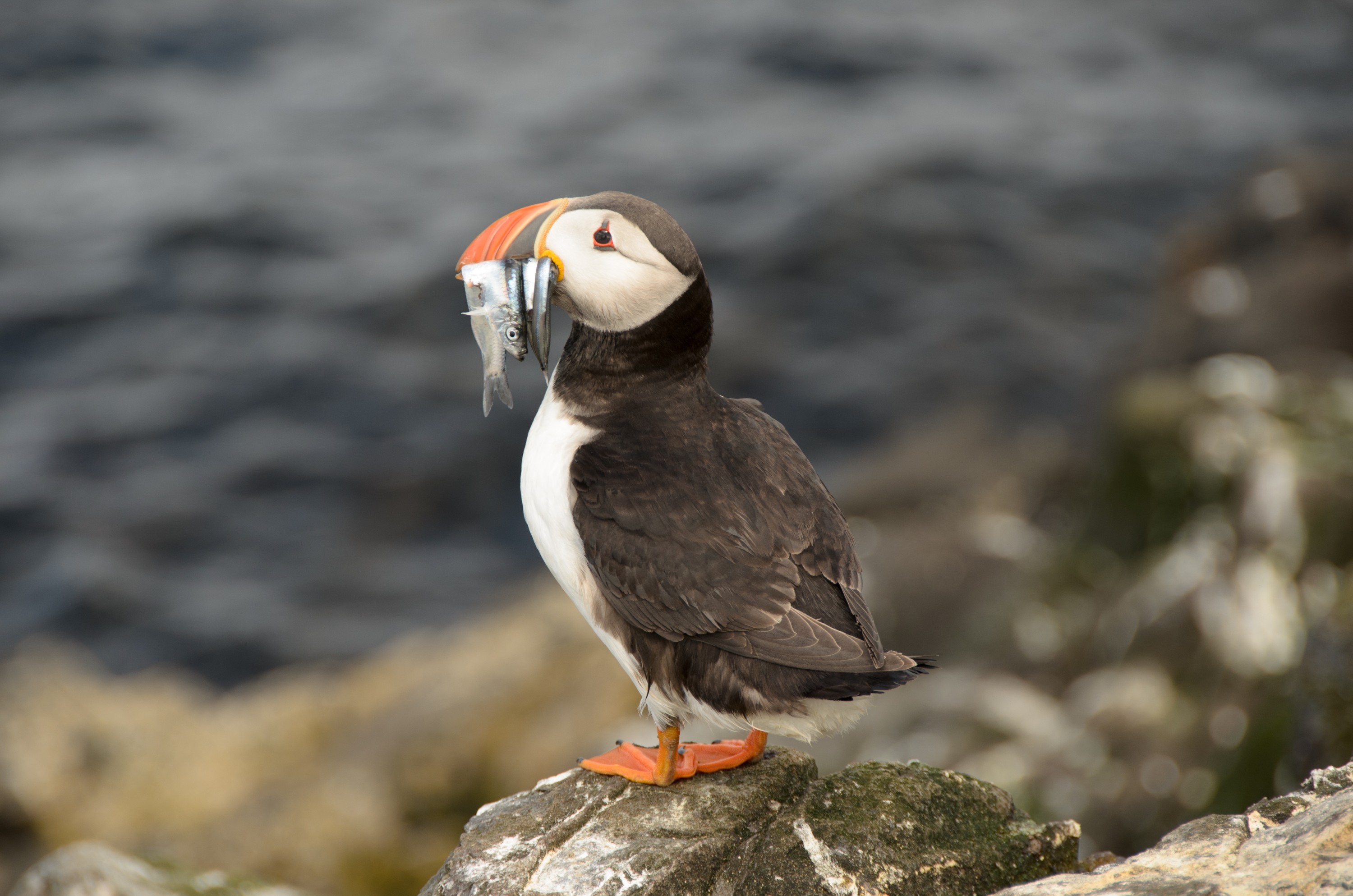 DSC_4556 – England, Farne, Islands, Northumberland, Puffins, UK, UK16, crispin