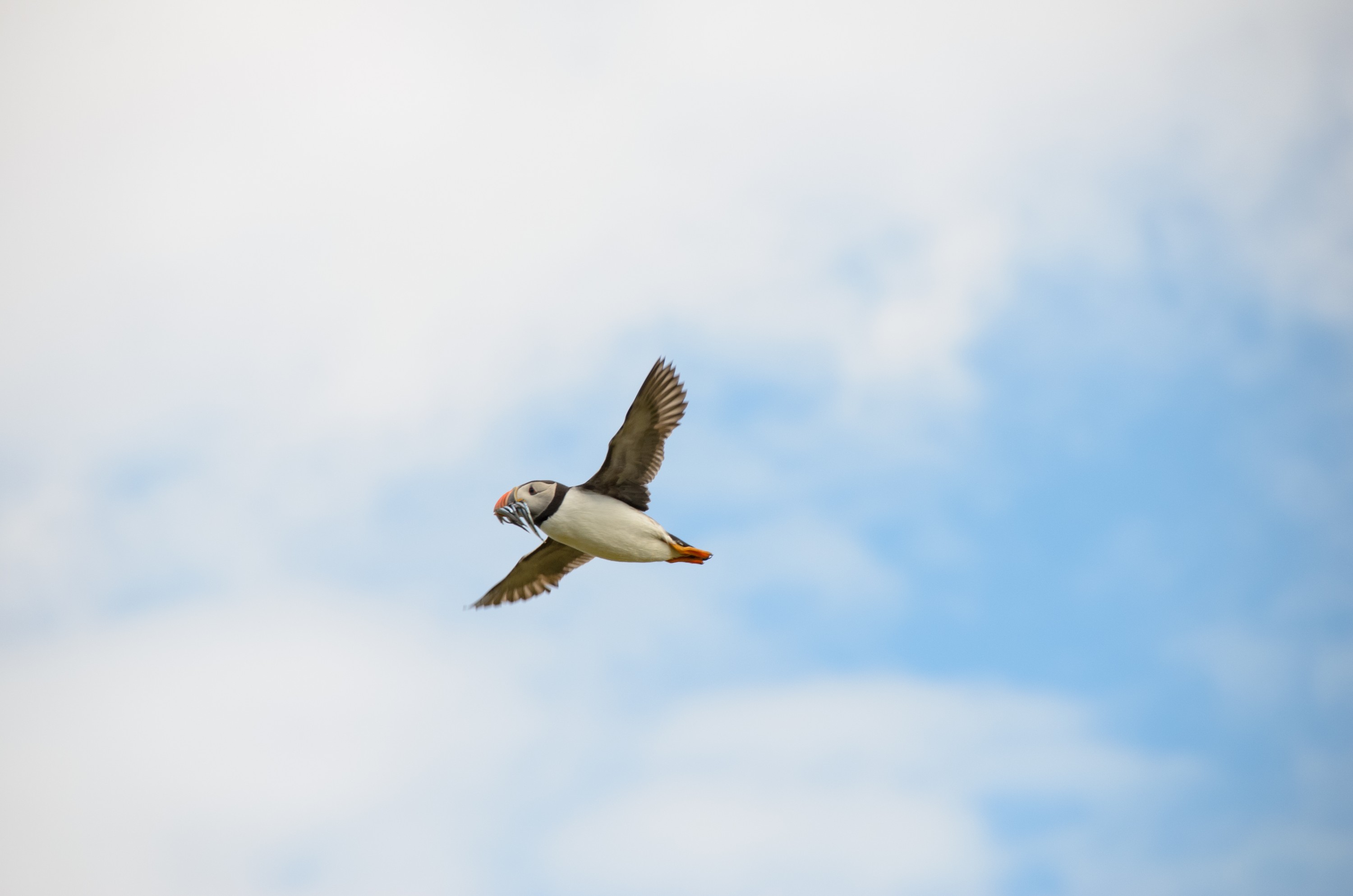 DSC_4814 – England, Farne, Islands, Northumberland, Puffins, UK, UK16, crispin