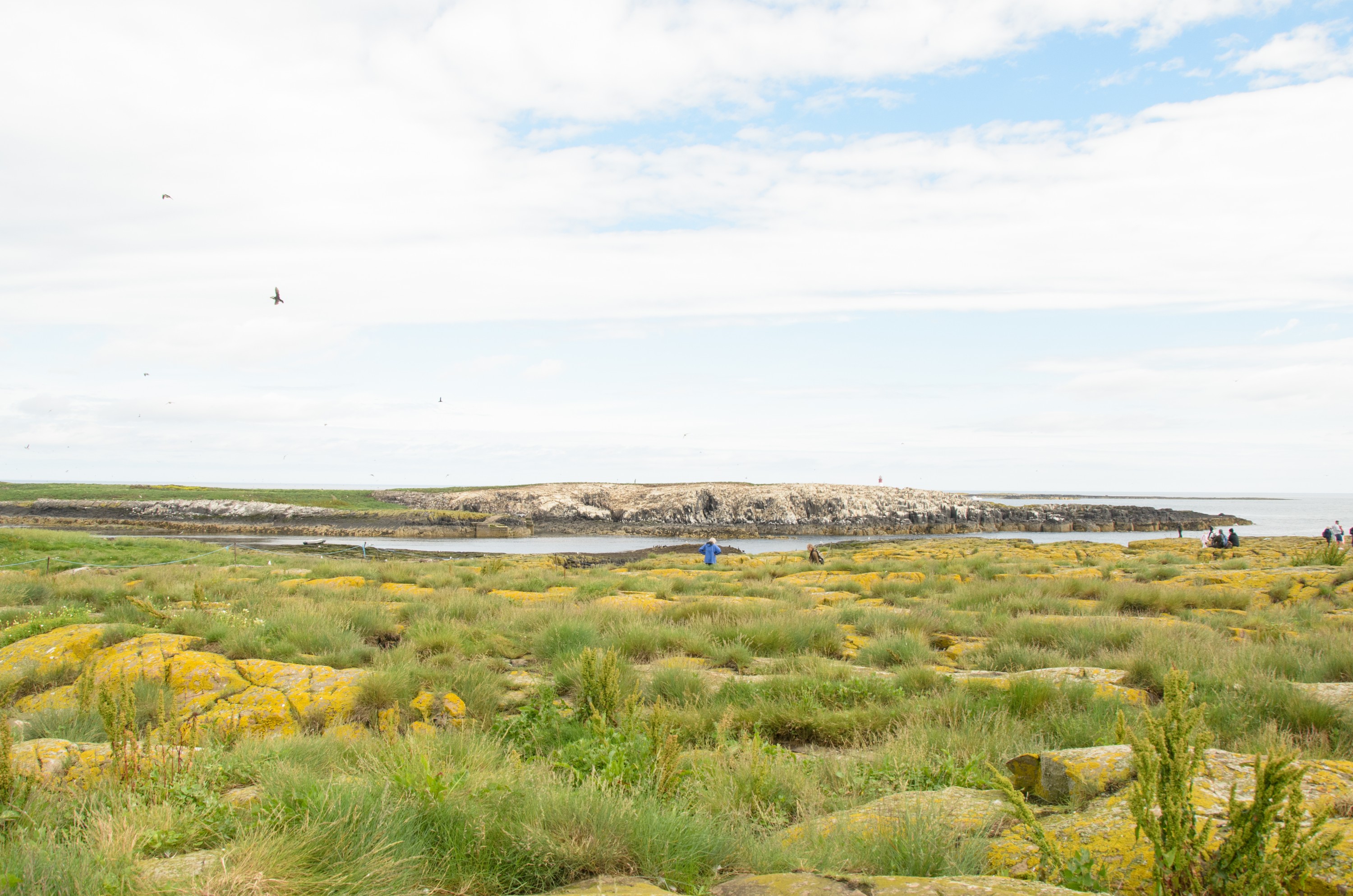 DSC_4902 – England, Farne, Islands, Northumberland, Puffins, UK, UK16, crispin