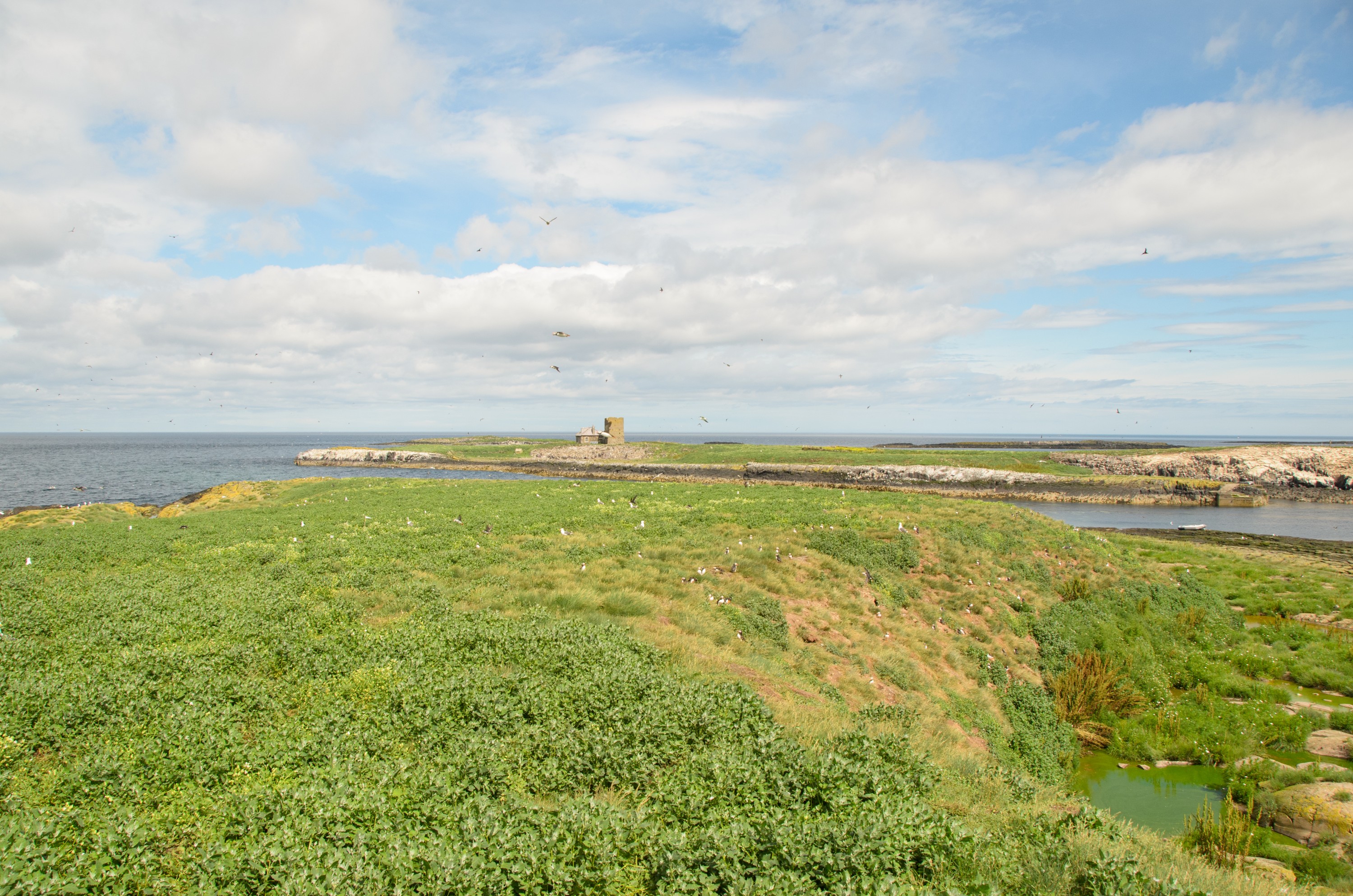 DSC_5098 – England, Farne, Islands, Northumberland, Puffins, UK, UK16, crispin