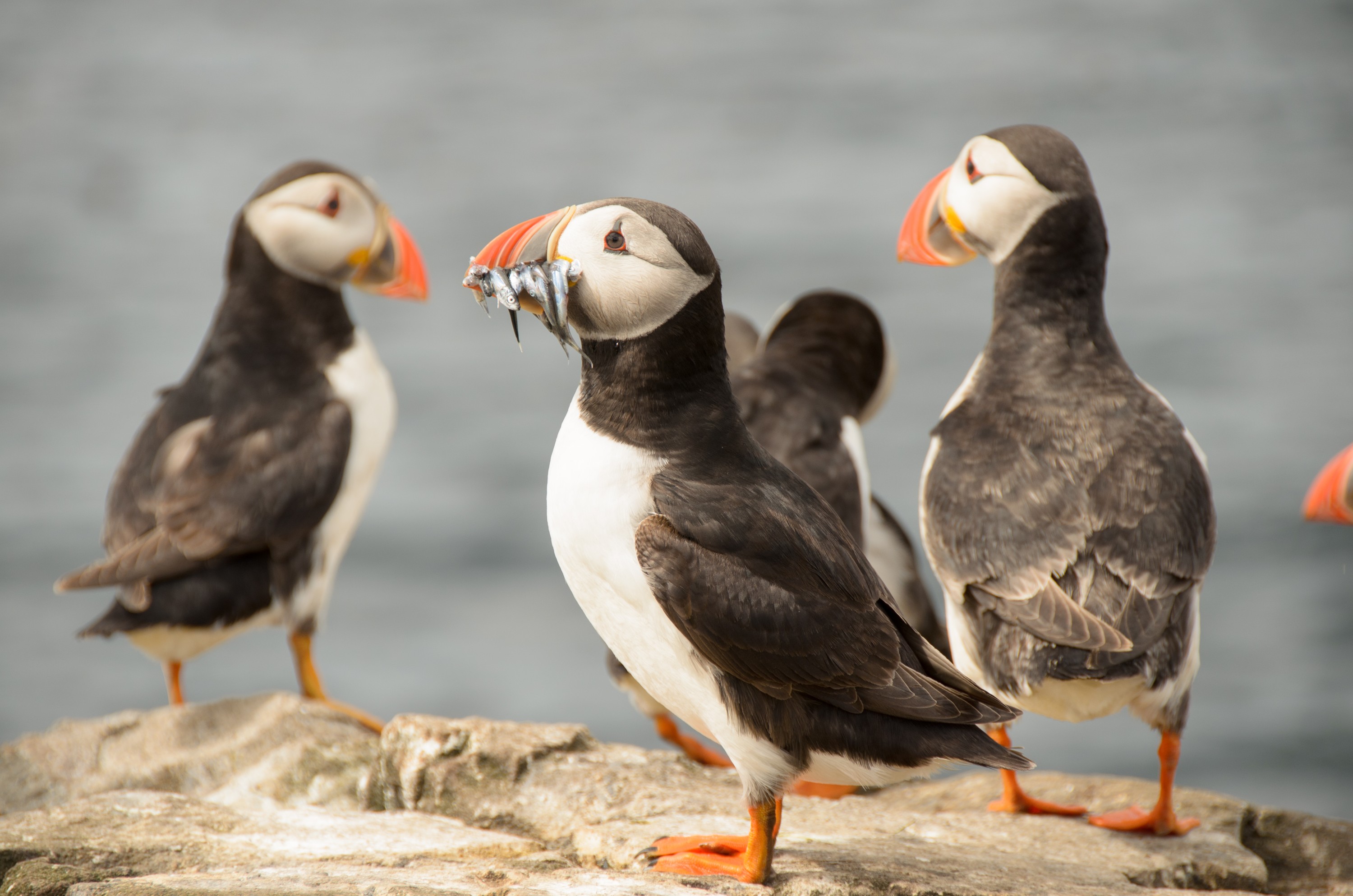 DSC_5165 – England, Farne, Islands, Northumberland, Puffins, UK, UK16, crispin