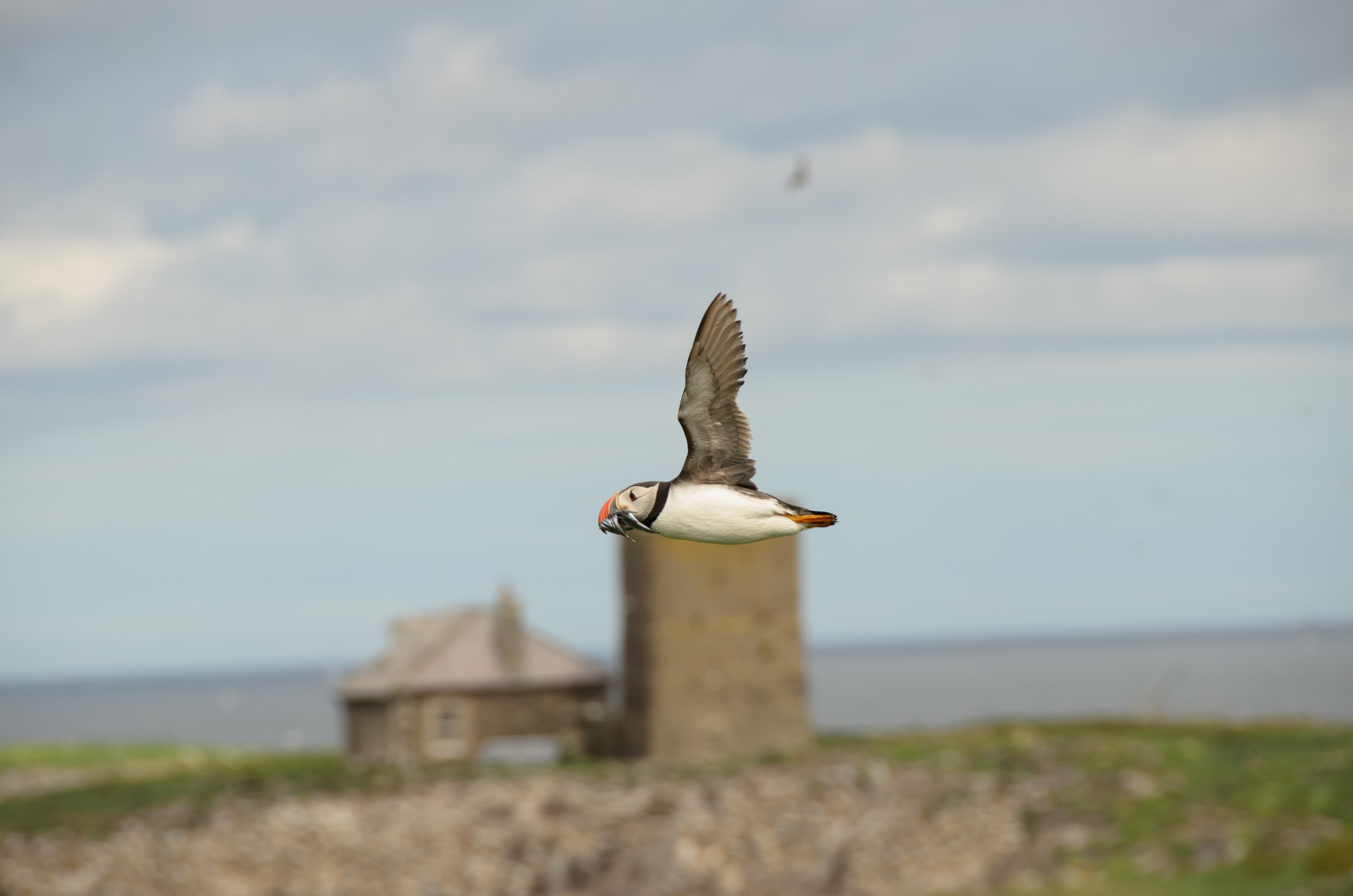DSC_5200 – England, Farne, Islands, Northumberland, Puffins, UK, UK16, crispin