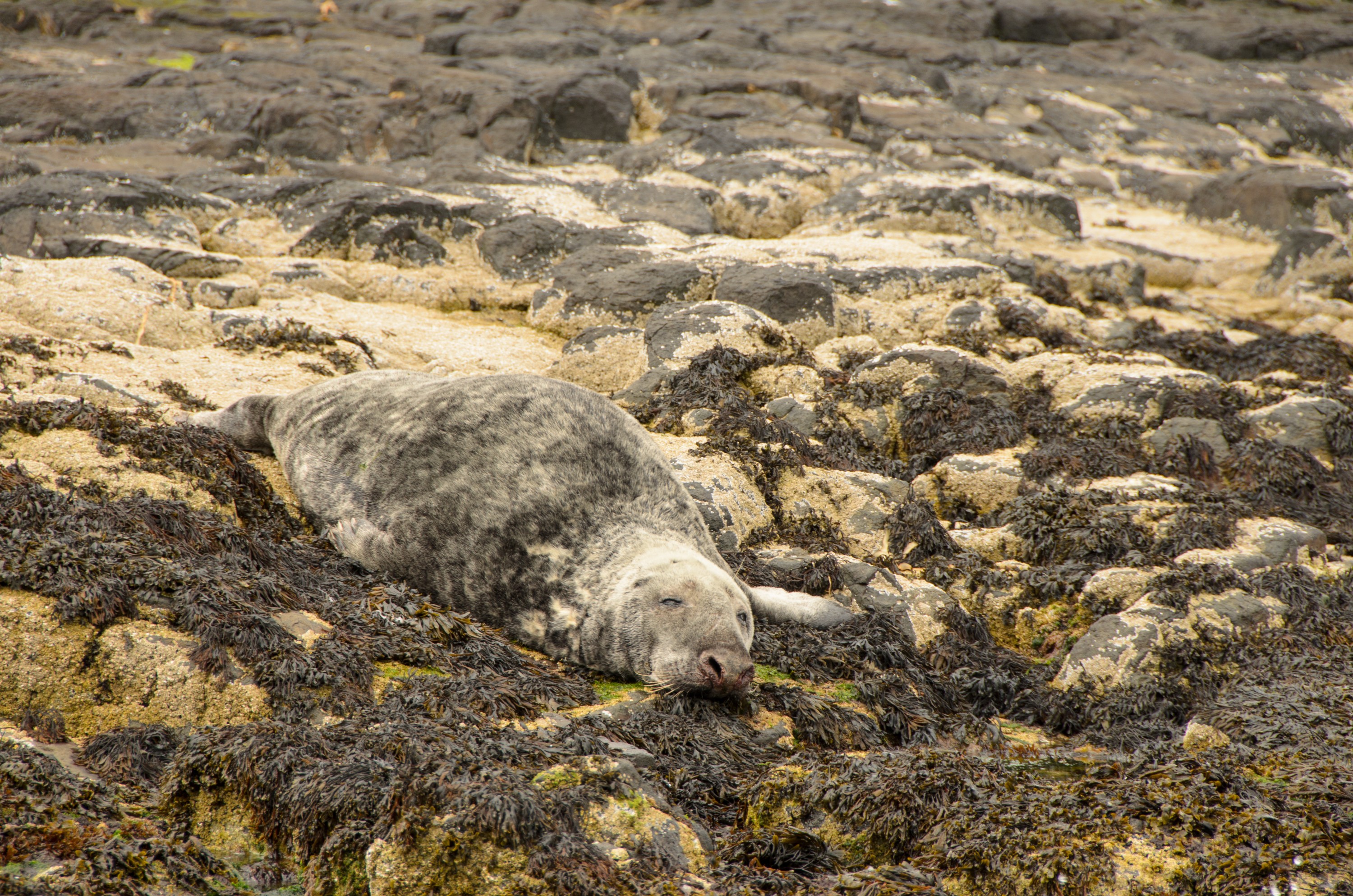 DSC_5405 – England, Farne, Islands, Northumberland, Seals, UK, UK16, crispin