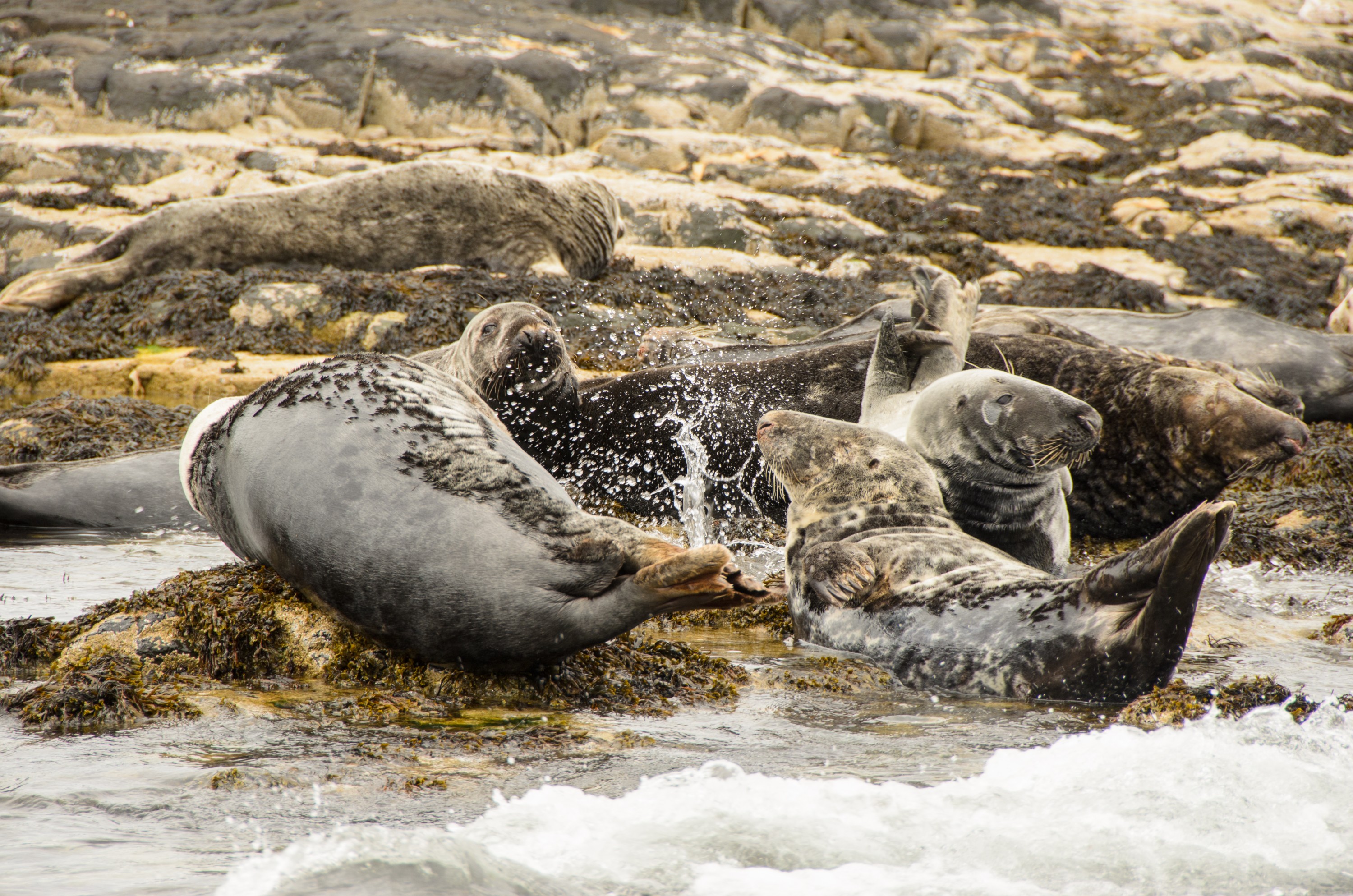 DSC_5409 – England, Farne, Islands, Northumberland, Seals, UK, UK16, crispin