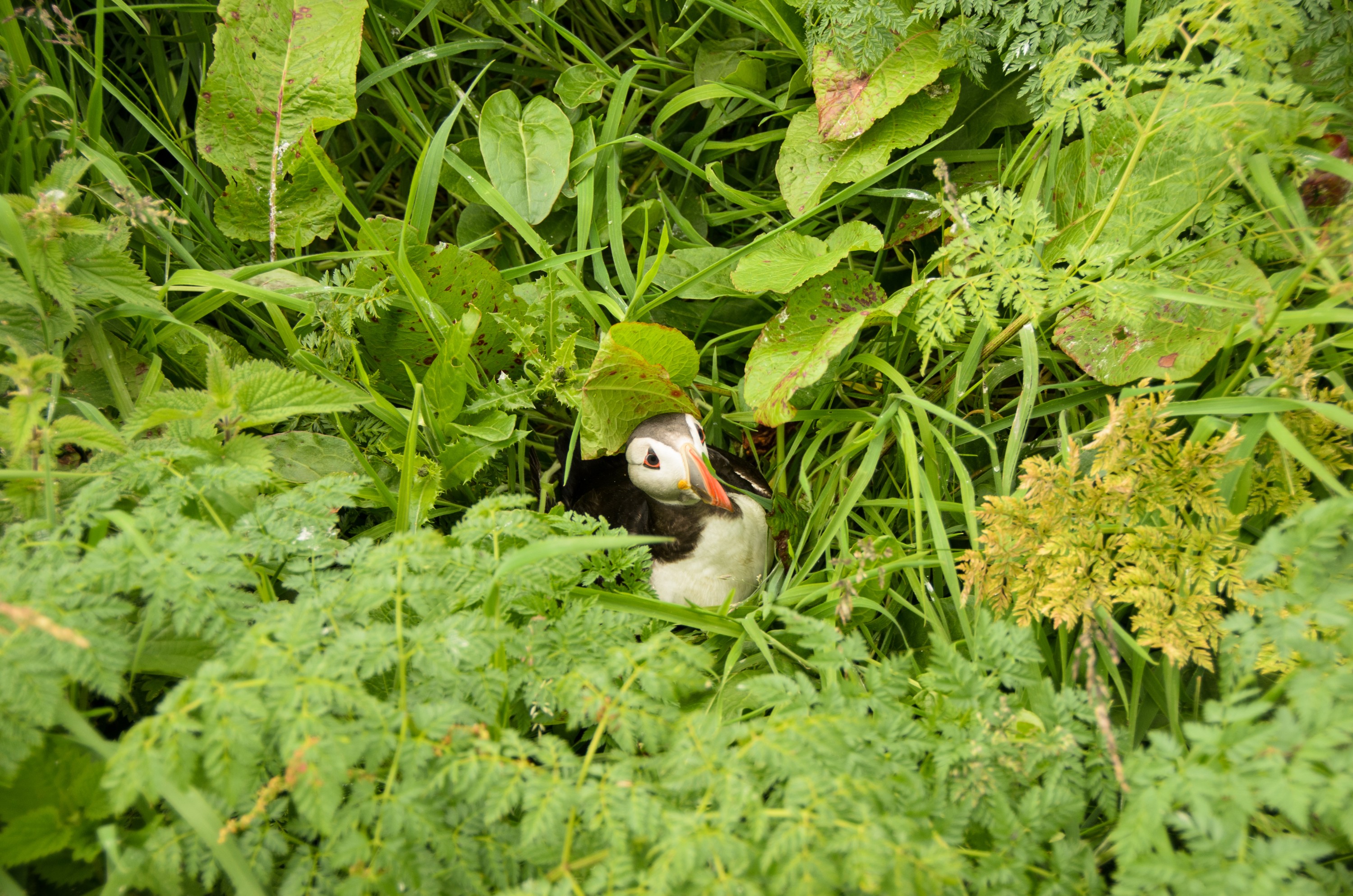 DSC_5441 – England, Farne, Islands, Northumberland, Puffins, UK, UK16, crispin
