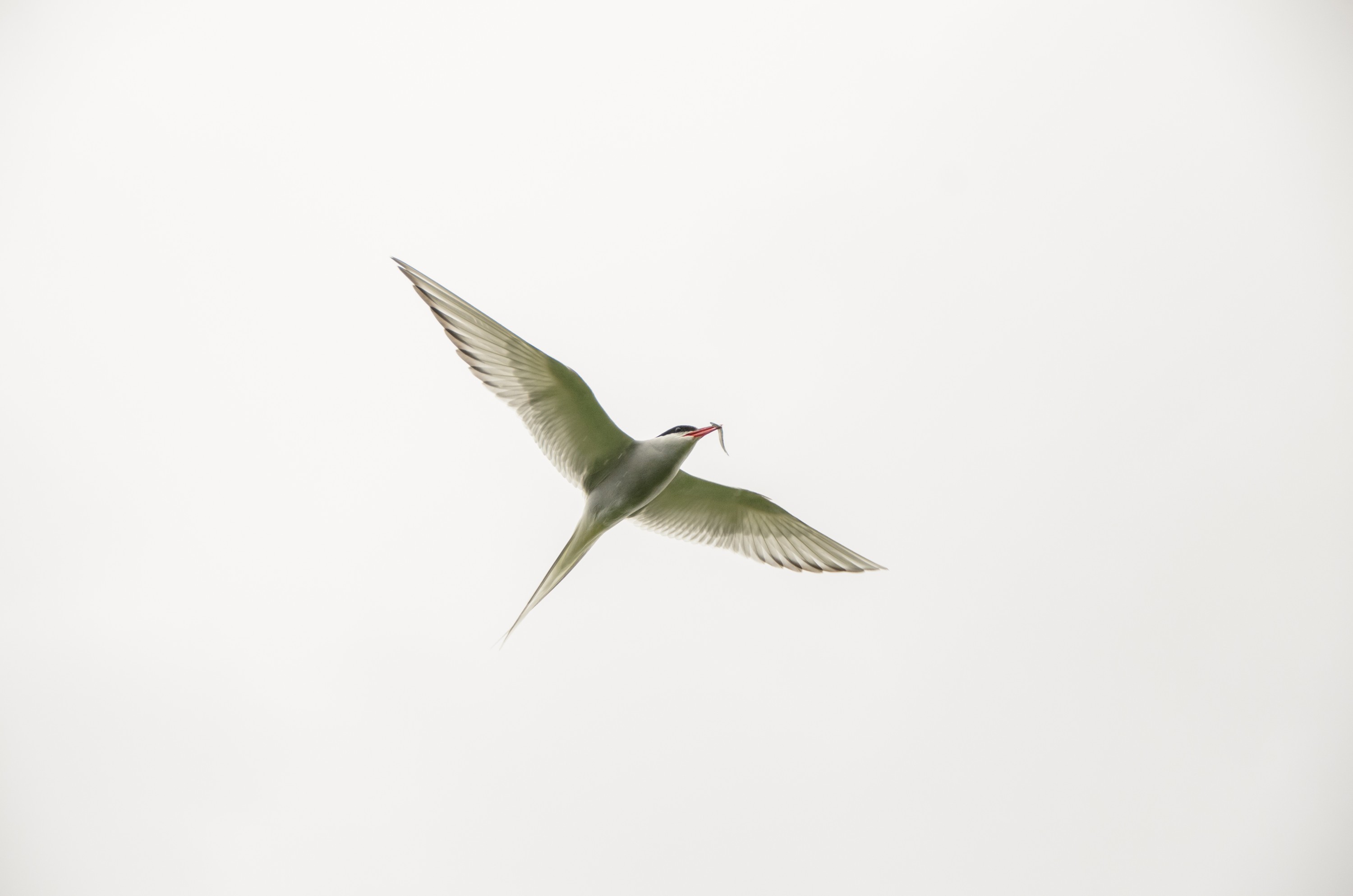 DSC_5675 – Arctic, England, Farne, Islands, Northumberland, Tern, UK, UK16, crispin