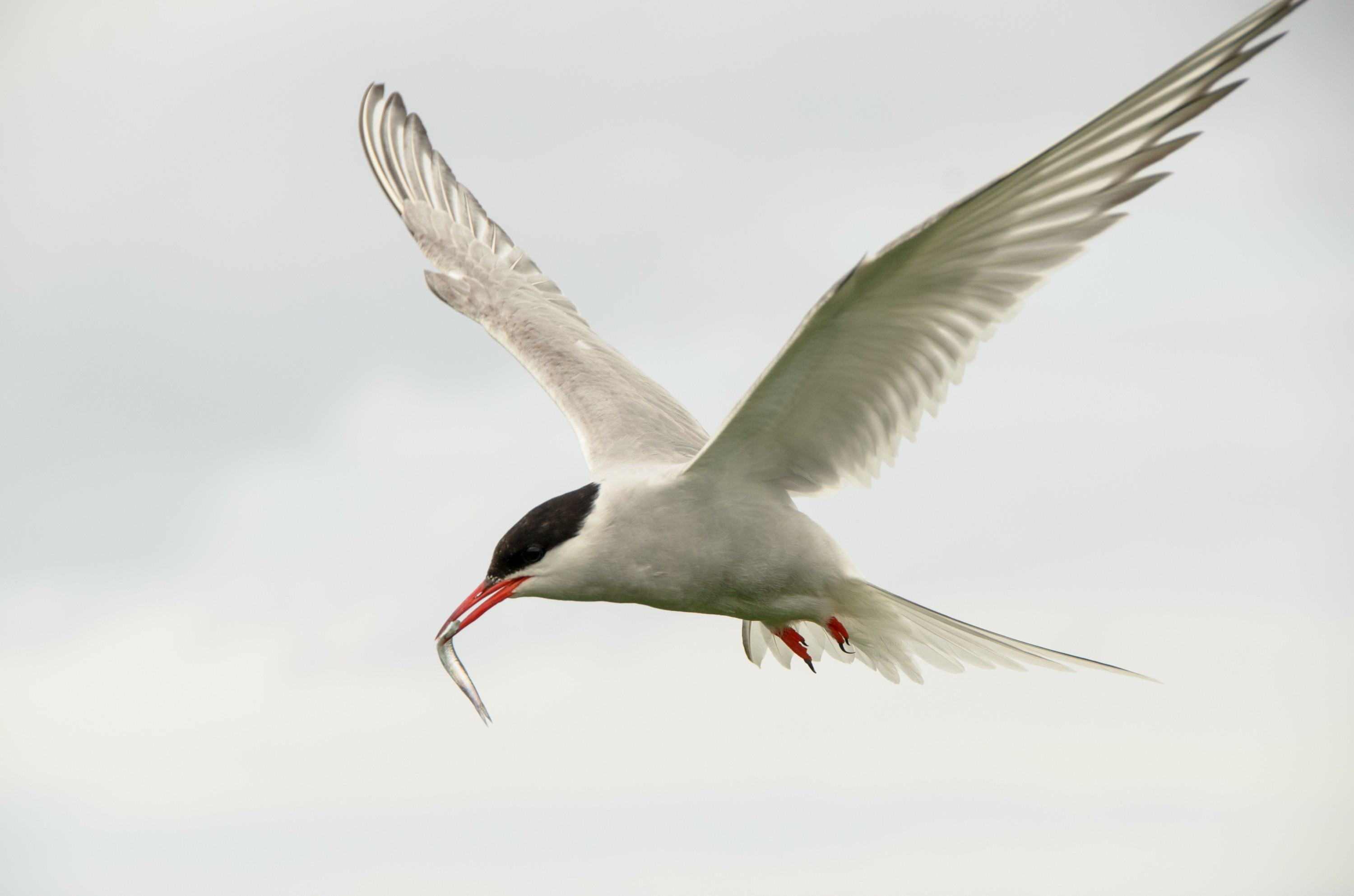 DSC_5680 – Arctic, England, Farne, Islands, Northumberland, Tern, UK, UK16, crispin