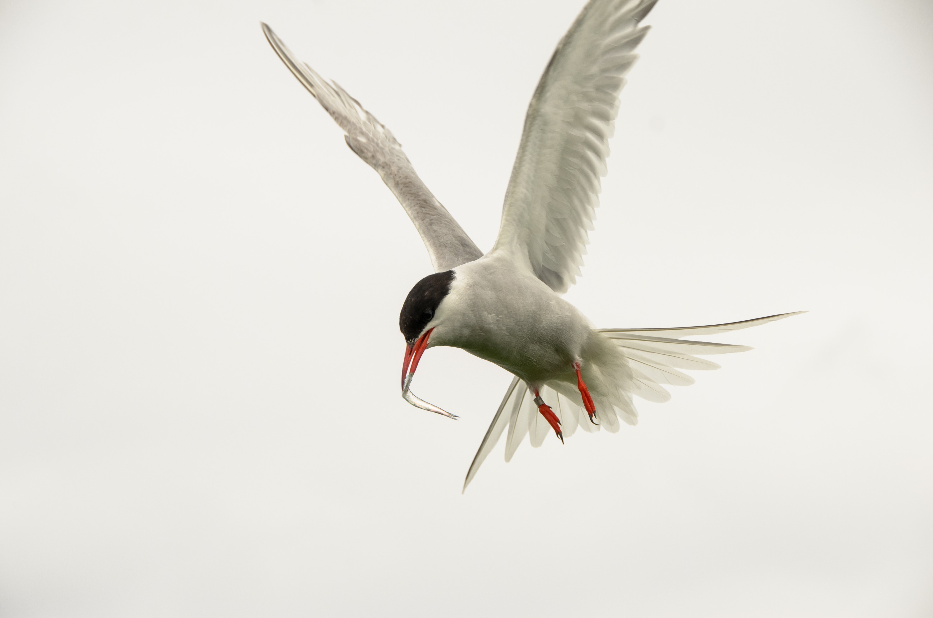 DSC_5687 – Arctic, England, Farne, Islands, Northumberland, Tern, UK, UK16, crispin