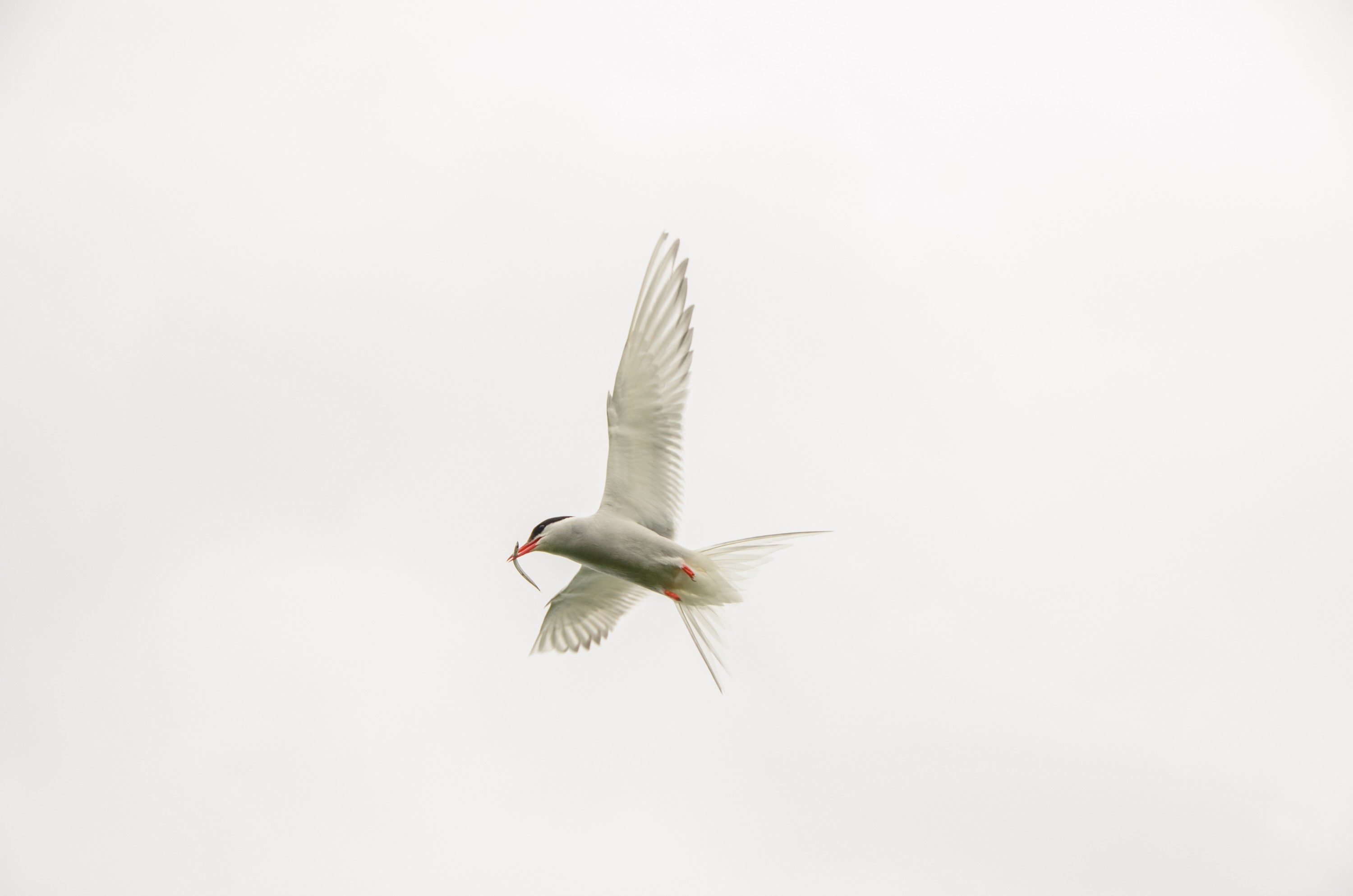 DSC_5707 – Arctic, England, Farne, Islands, Northumberland, Tern, UK, UK16, crispin