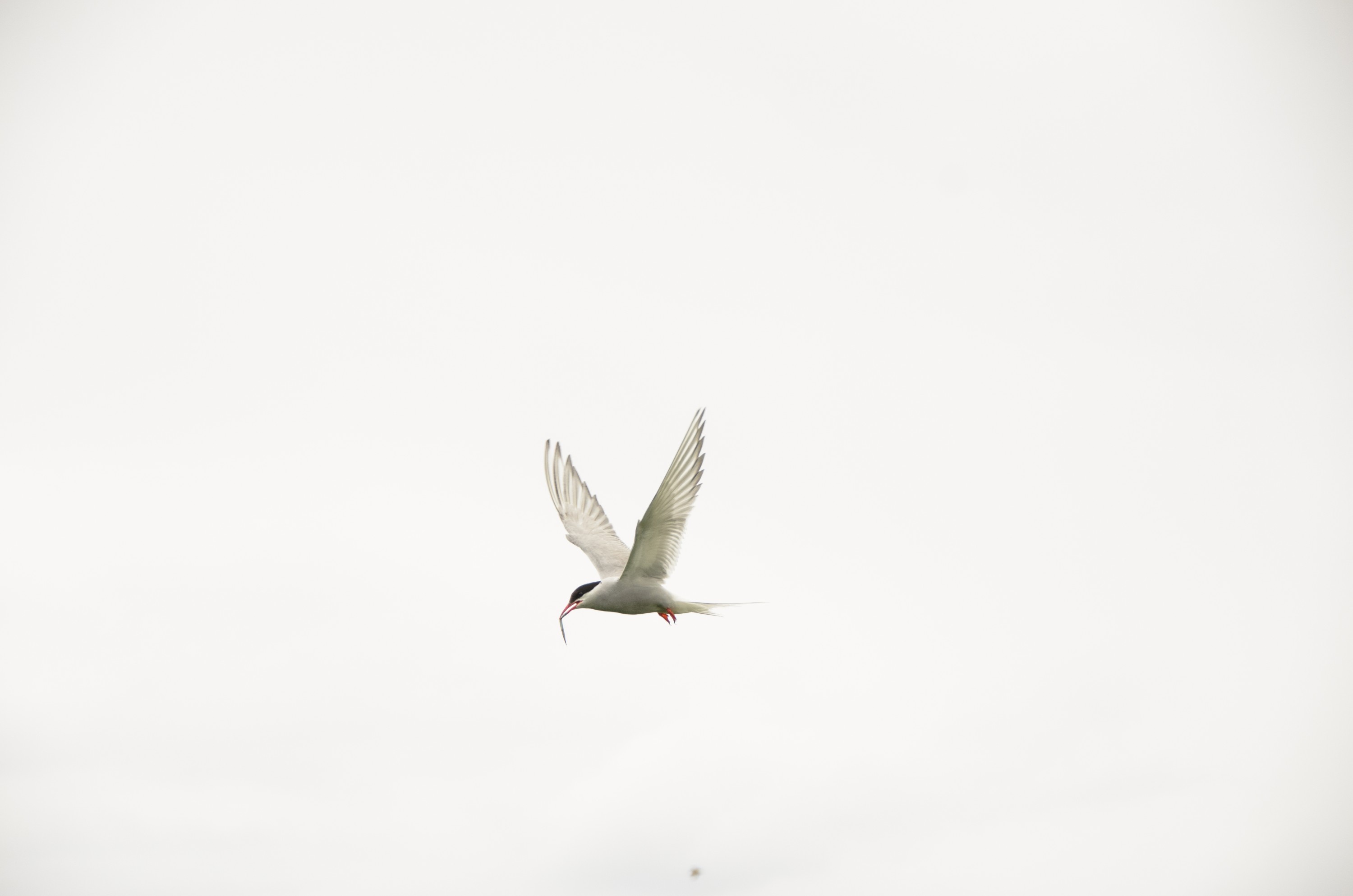 DSC_5751 – Arctic, England, Farne, Islands, Northumberland, Tern, UK, UK16, crispin