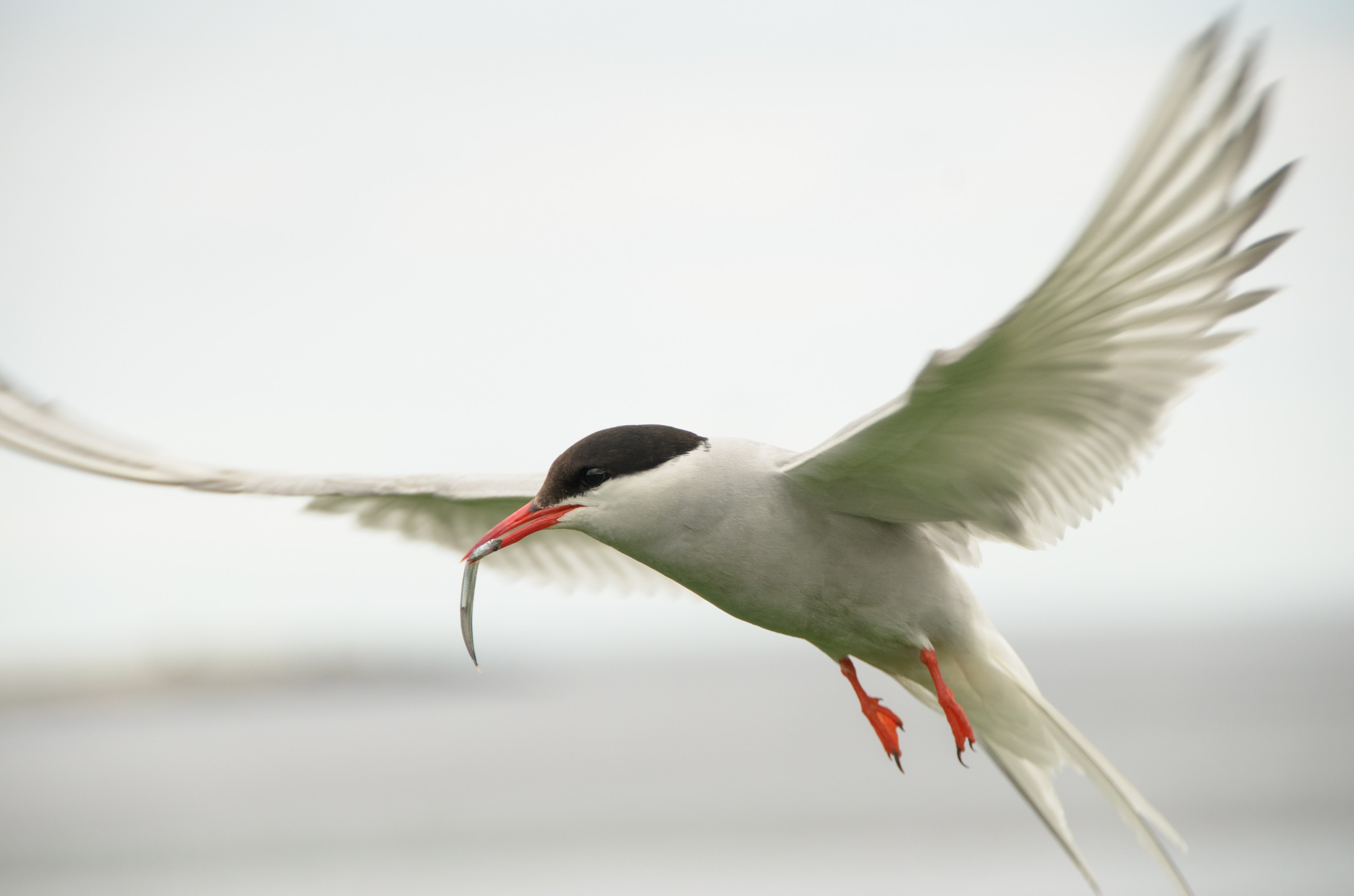 DSC_5755 – Arctic, England, Farne, Islands, Northumberland, Tern, UK, UK16, crispin