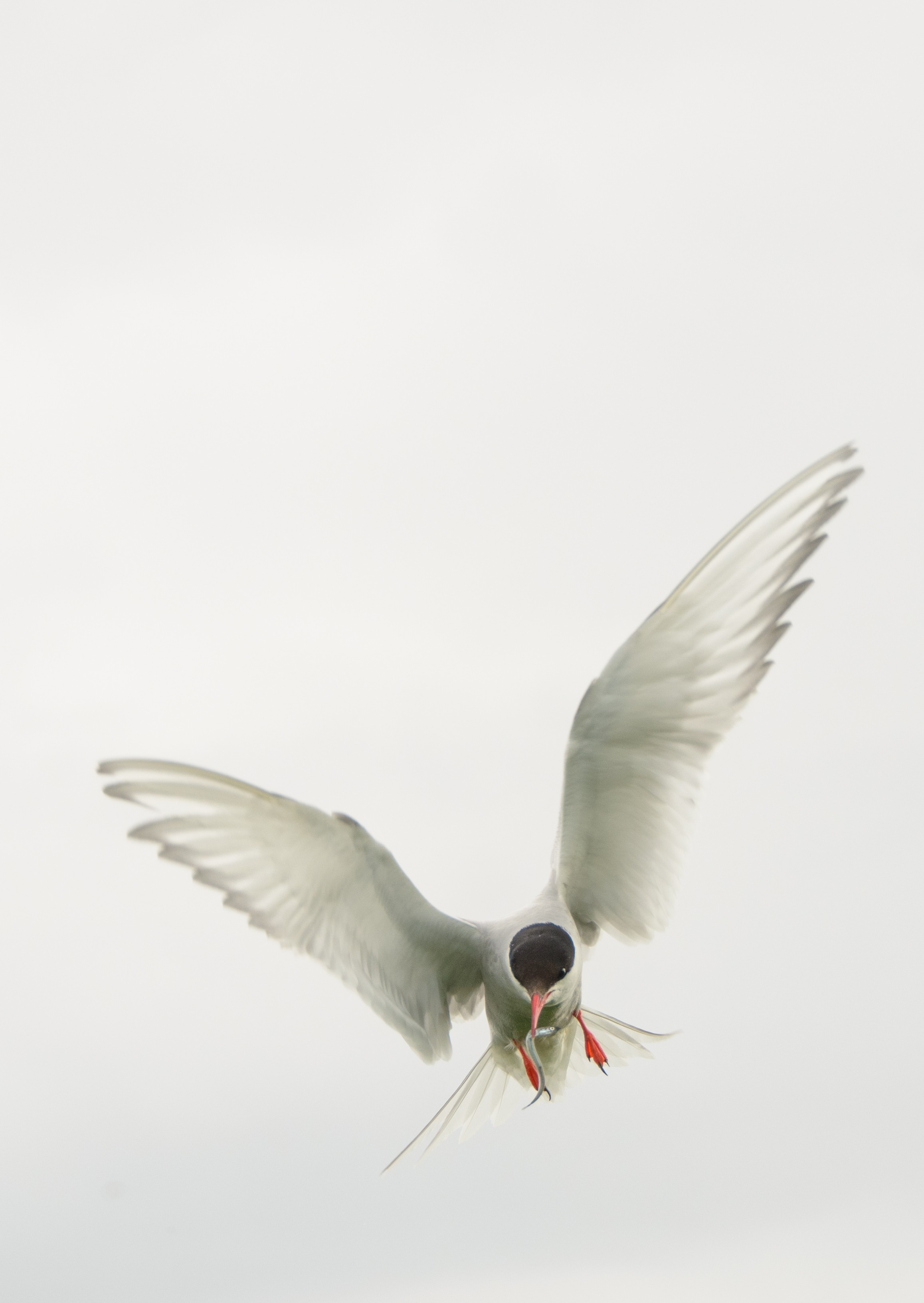 DSC_5778 – Arctic, England, Farne, Islands, Northumberland, Tern, UK, UK16, crispin