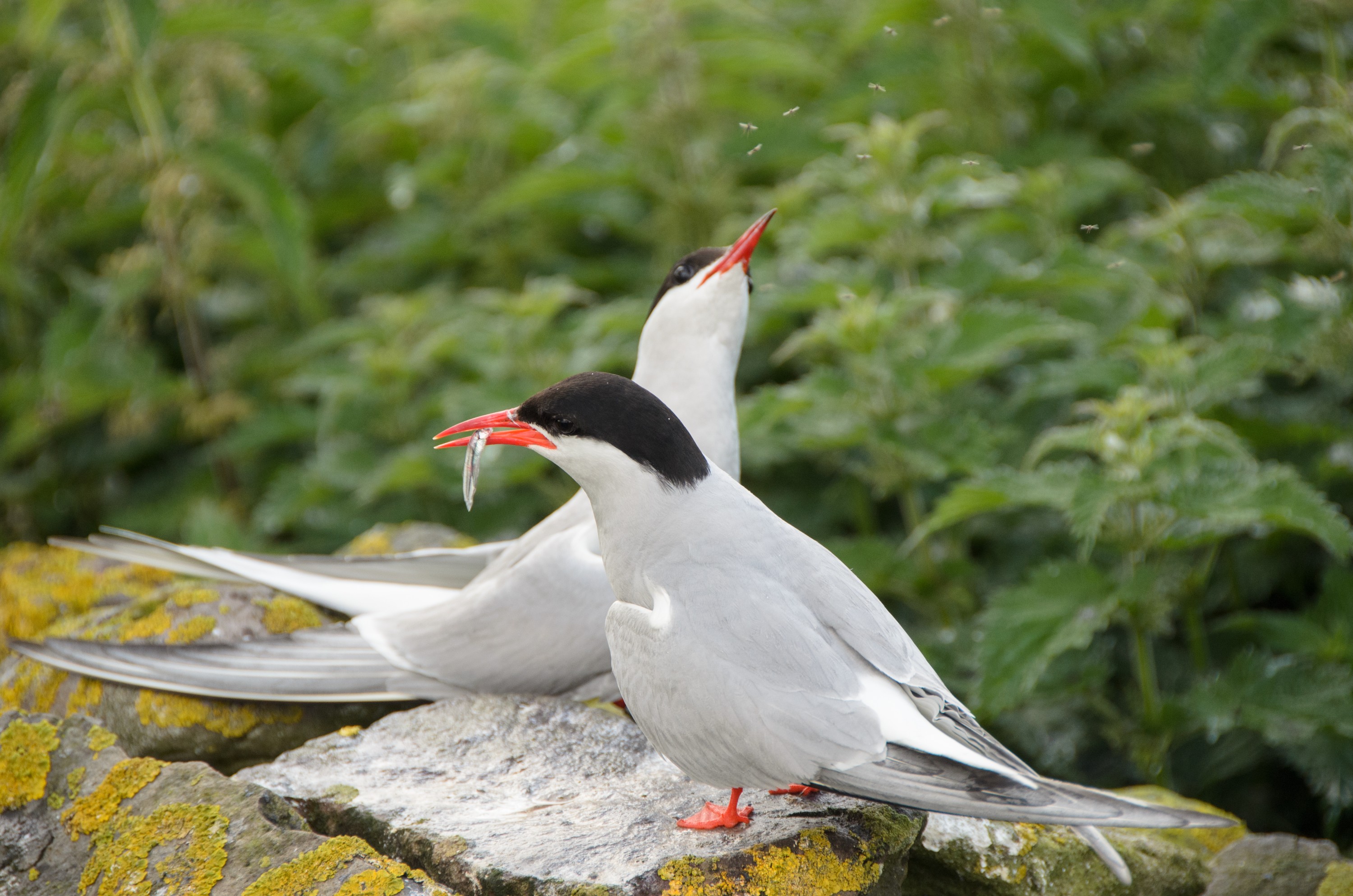 DSC_5817 – Arctic, England, Farne, Islands, Northumberland, Tern, UK, UK16, crispin