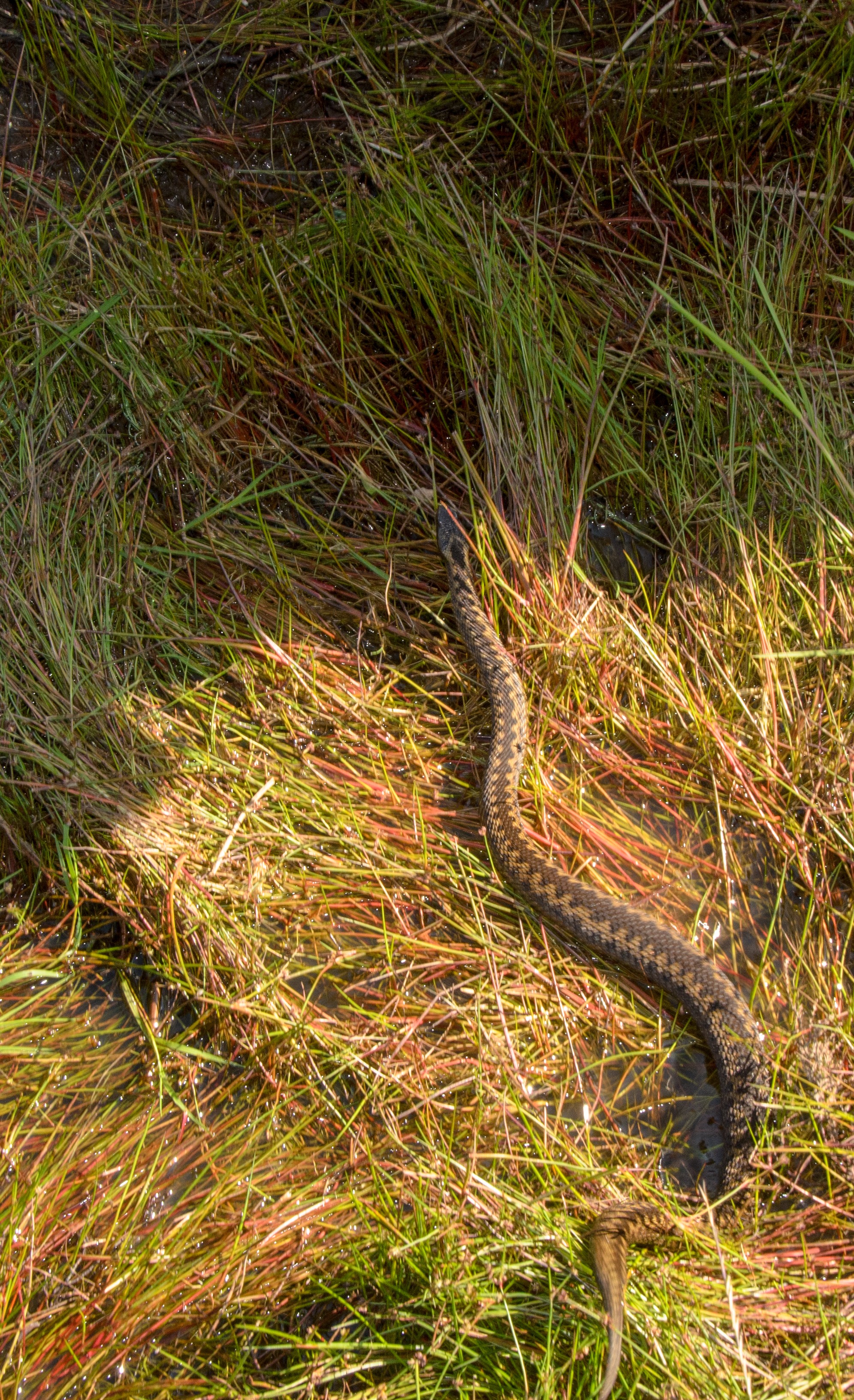 DSC_5903 – Adder, England, UK, UK16, Yorkshire, crispin