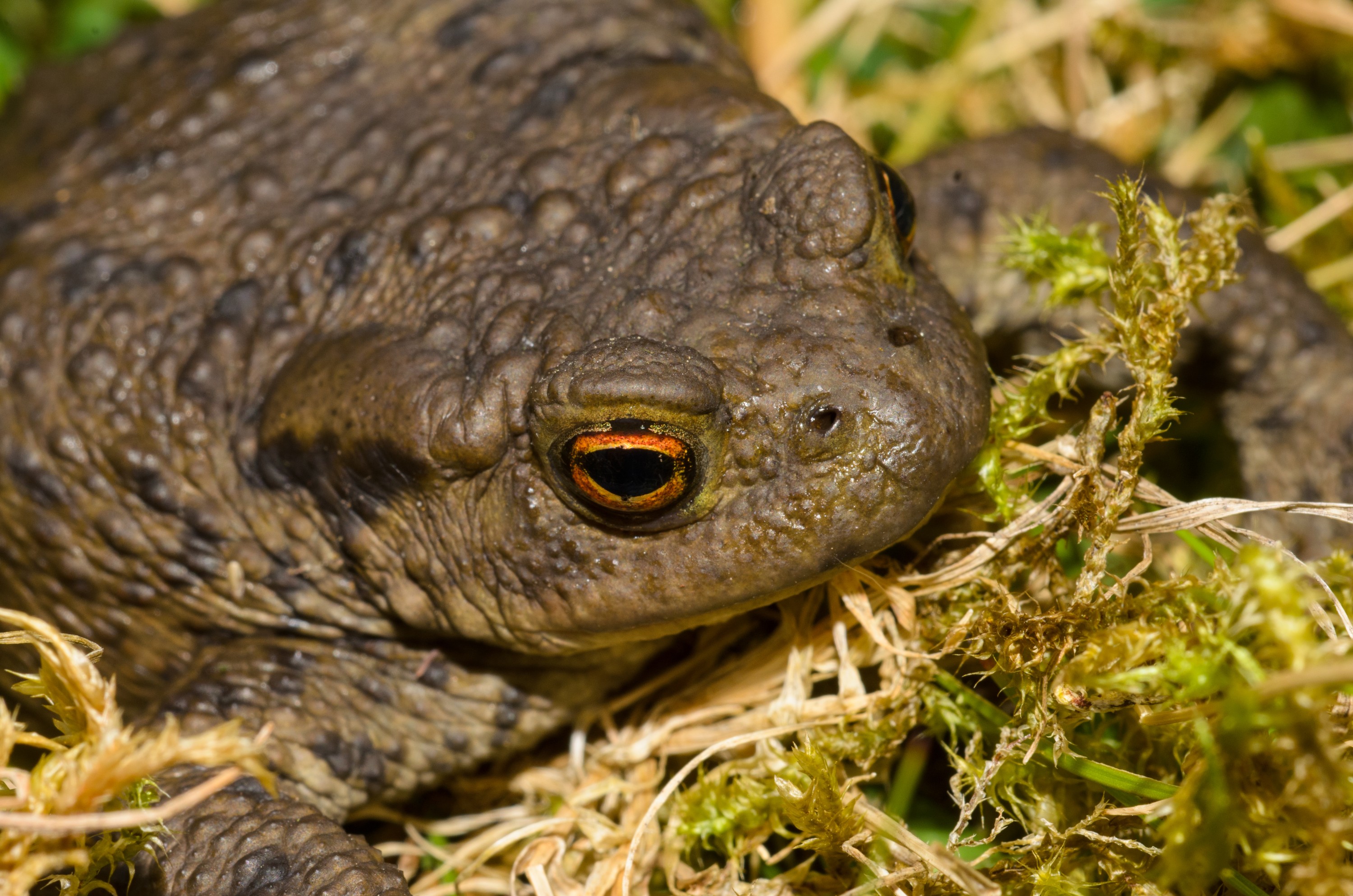 DSC_5961 – England, UK, UK16, Yorkshire, bufo, common, crispin, toad