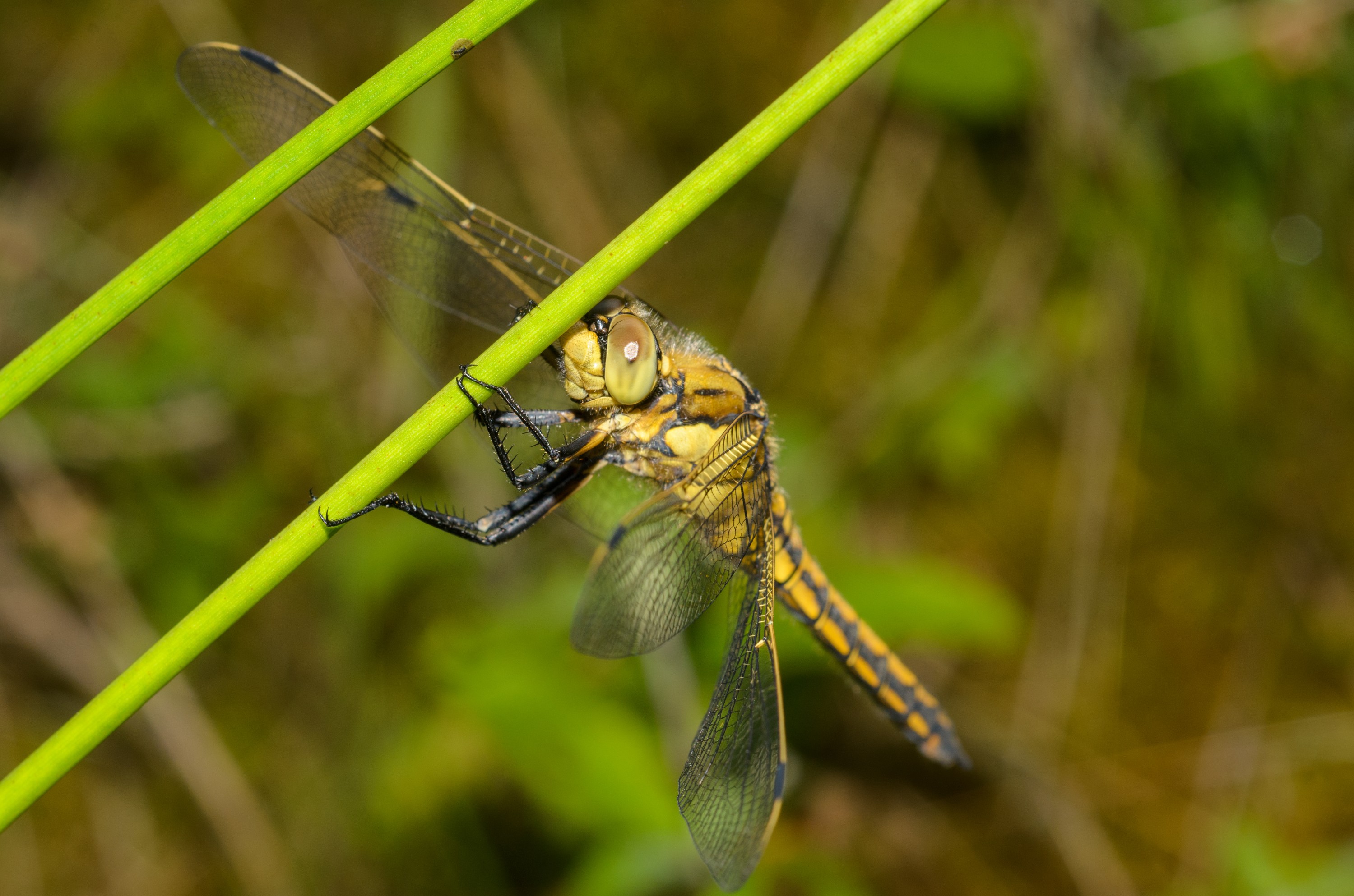 DSC_5975 – Dragonfly, England, Sheffield, UK, UK16, Yorkshire, crispin