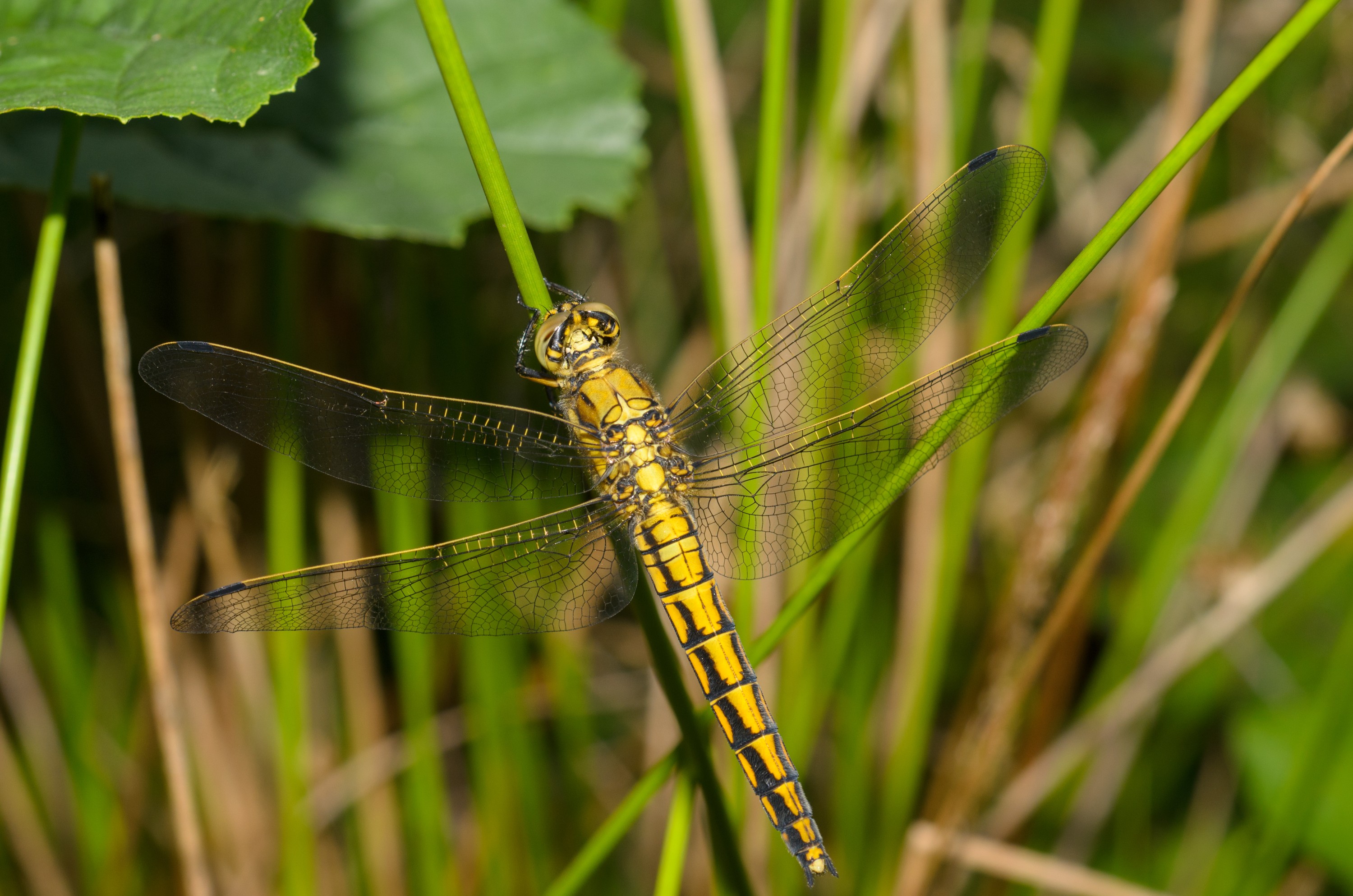 DSC_5987 – Dragonfly, England, Sheffield, UK, UK16, Yorkshire, crispin