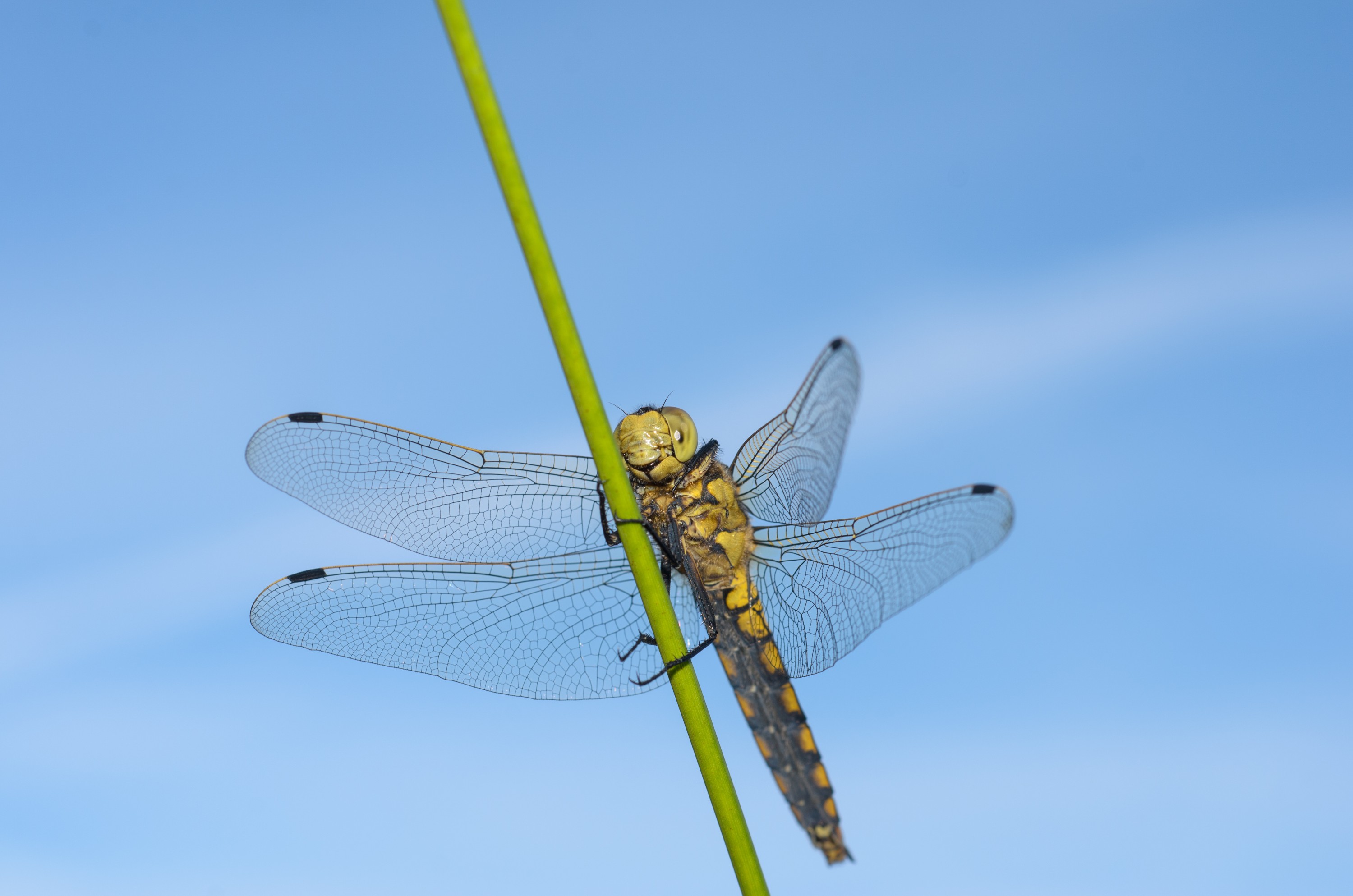 DSC_5997 – Dragonfly, England, Sheffield, UK, UK16, Yorkshire, crispin