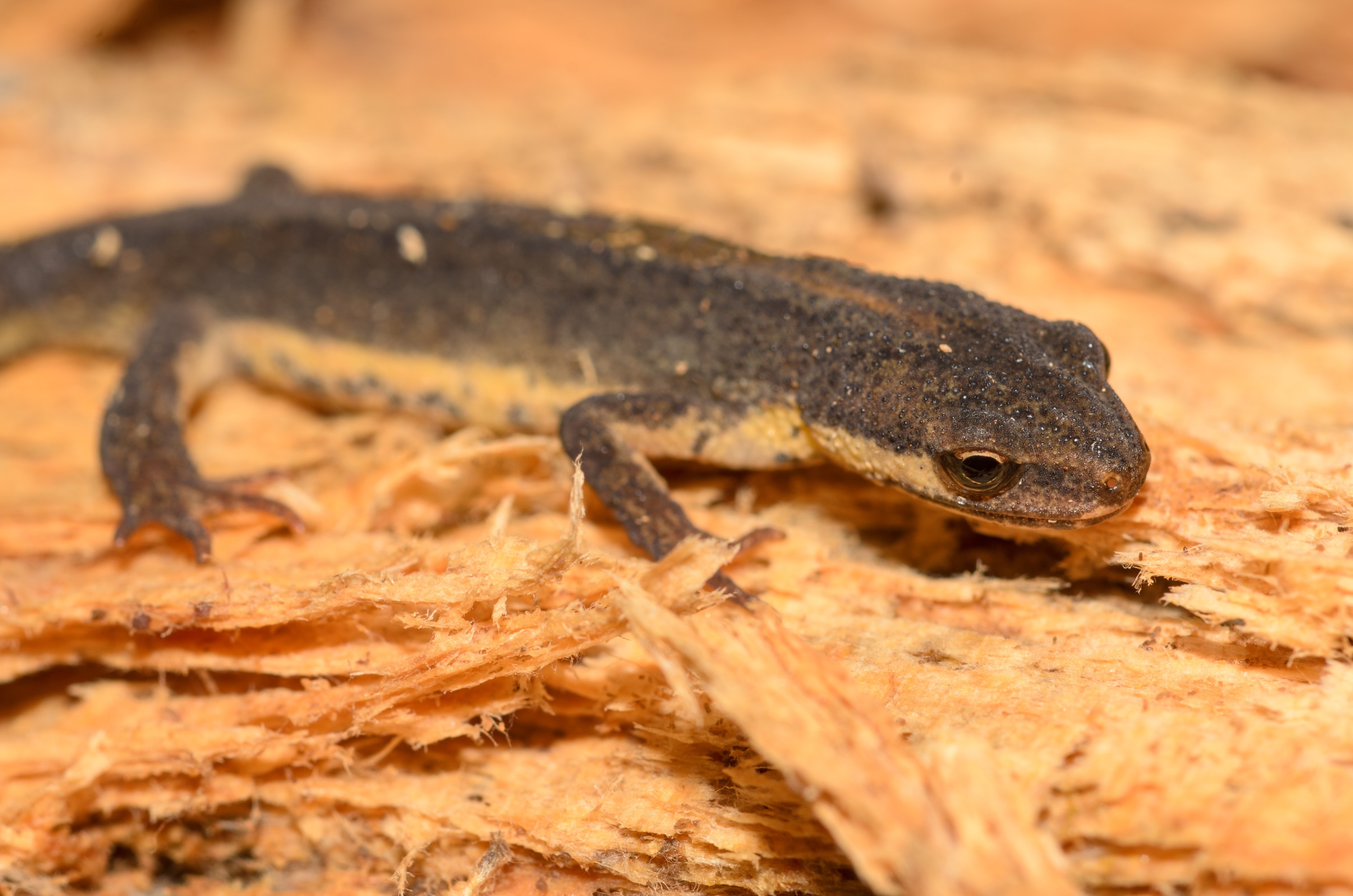 DSC_6134 – England, Holland, Newt, Salamander, UK, UK16, crispin