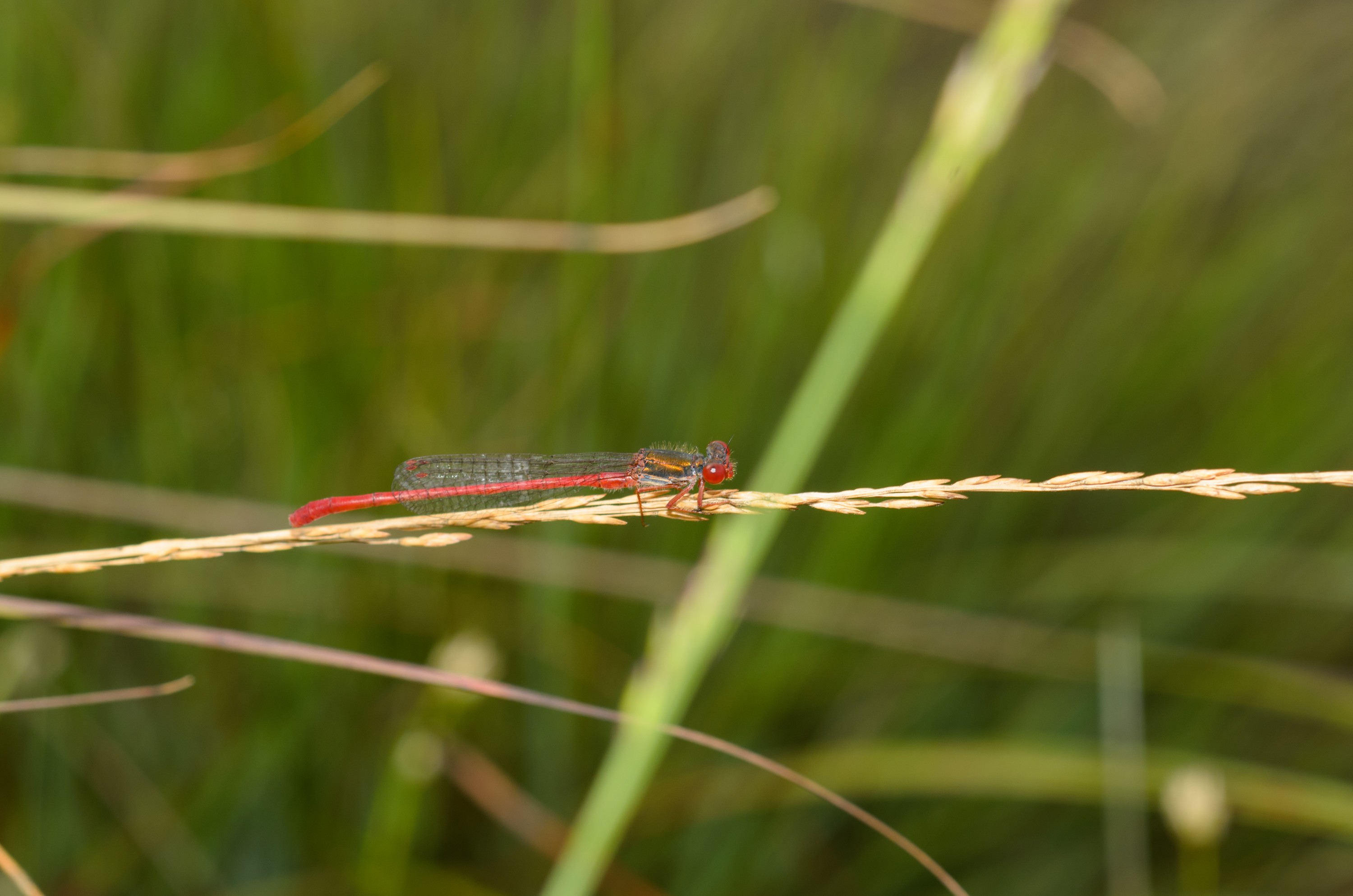 DSC_6189 – Damselfly, England, Holland, UK, UK16, crispin, damsel