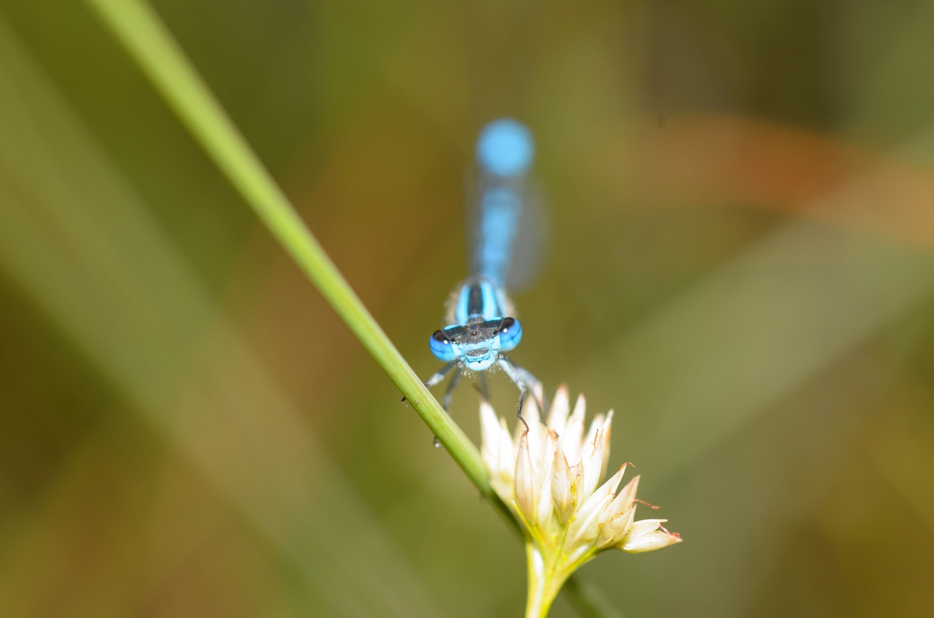 DSC_6201 – Damselfly, England, Holland, UK, UK16, crispin, damsel