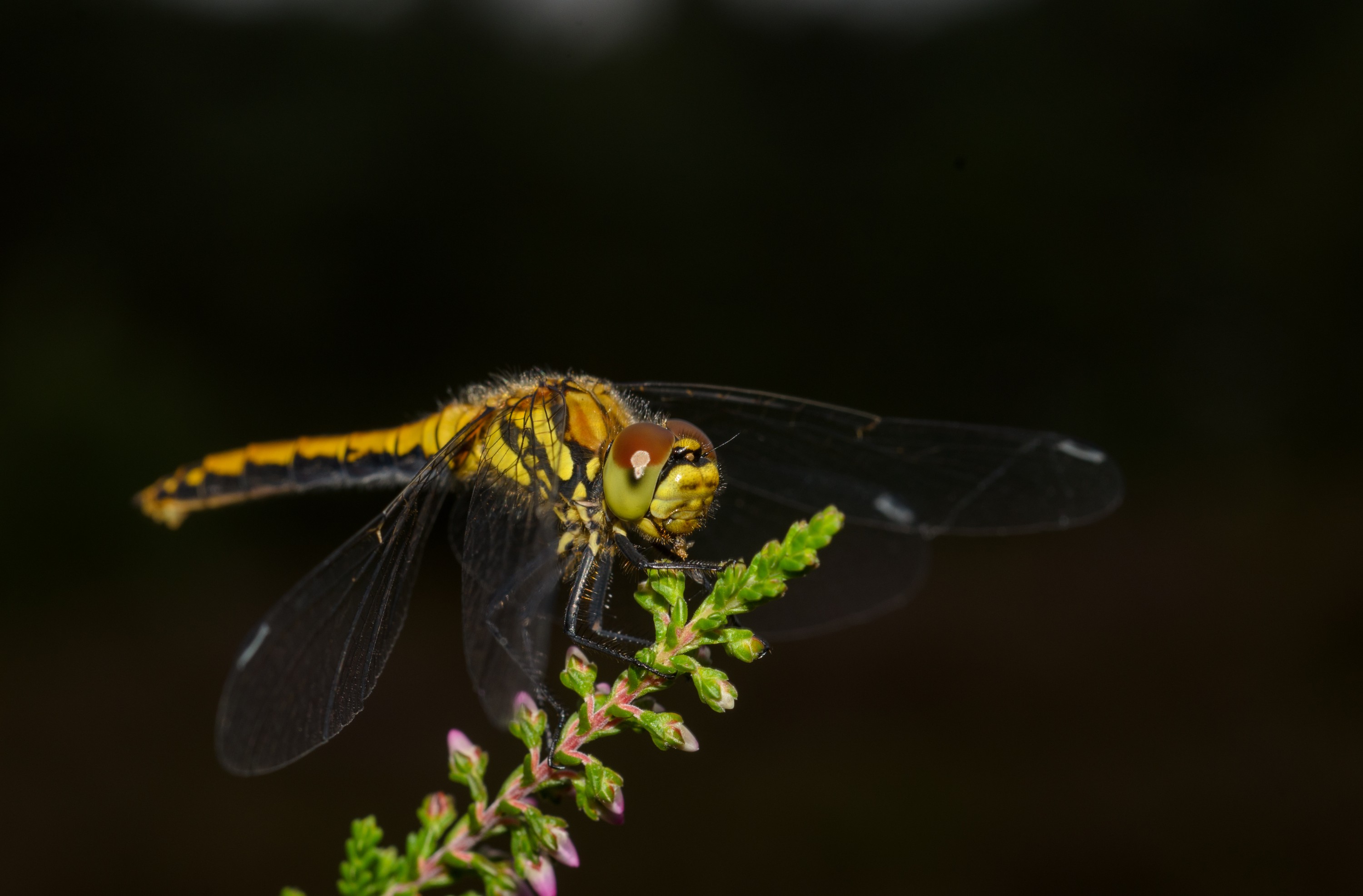 DSC_6246 – Dragonfly, England, Holland, UK, UK16, crispin