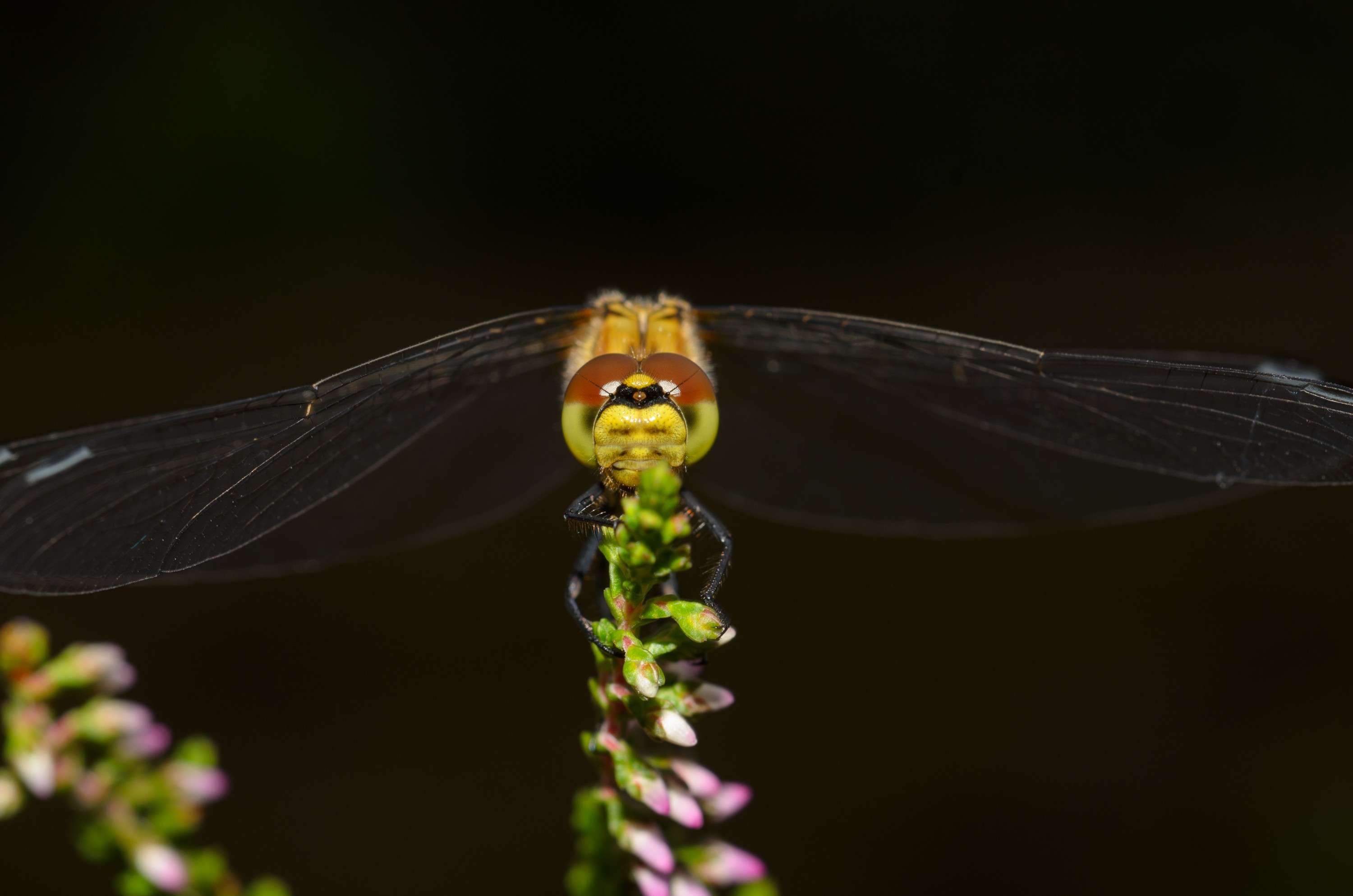 DSC_6253 – Dragonfly, England, Holland, UK, UK16, crispin