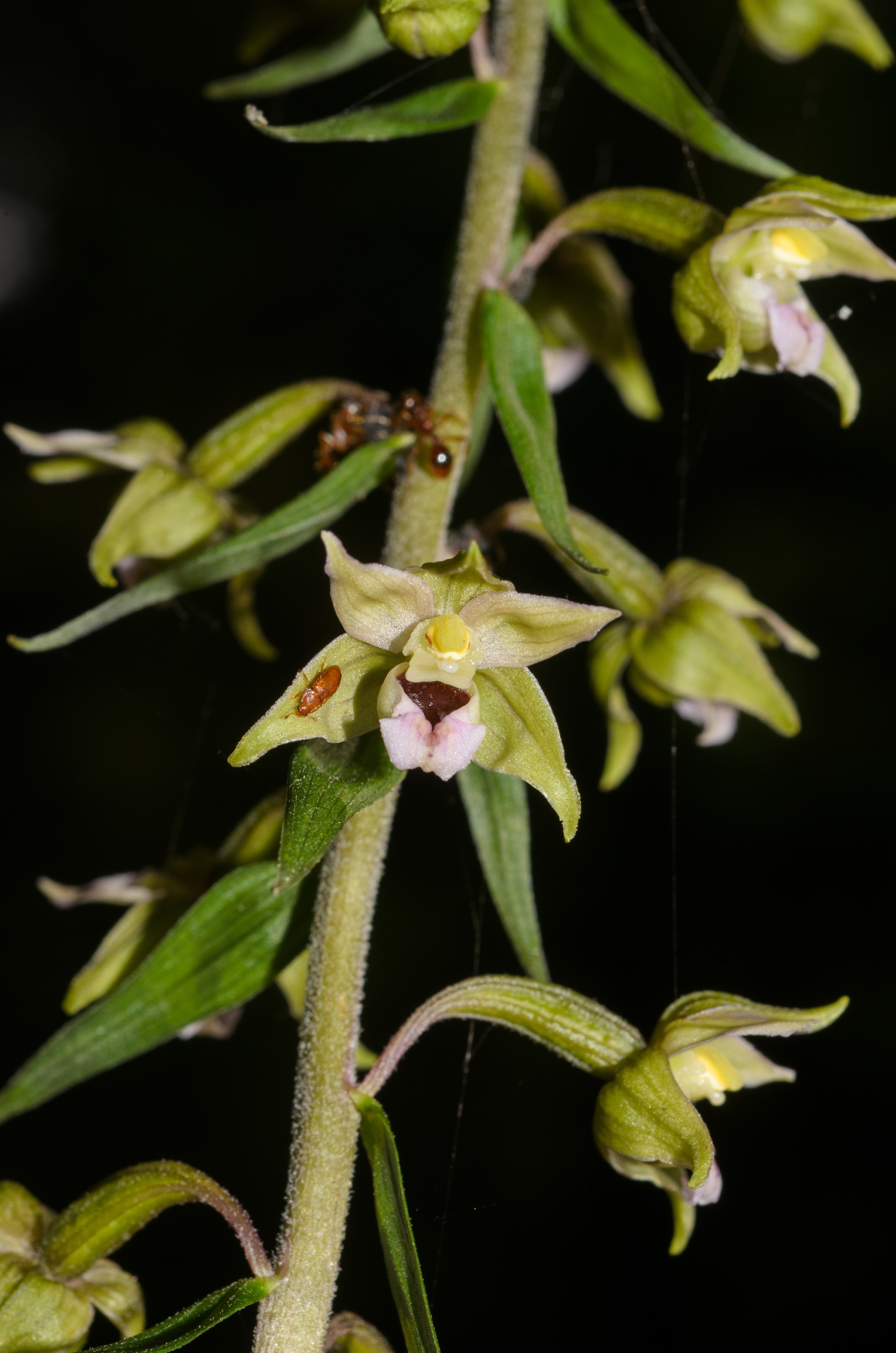 DSC_6290 – England, Holland, UK, UK16, crispin, helleborine
