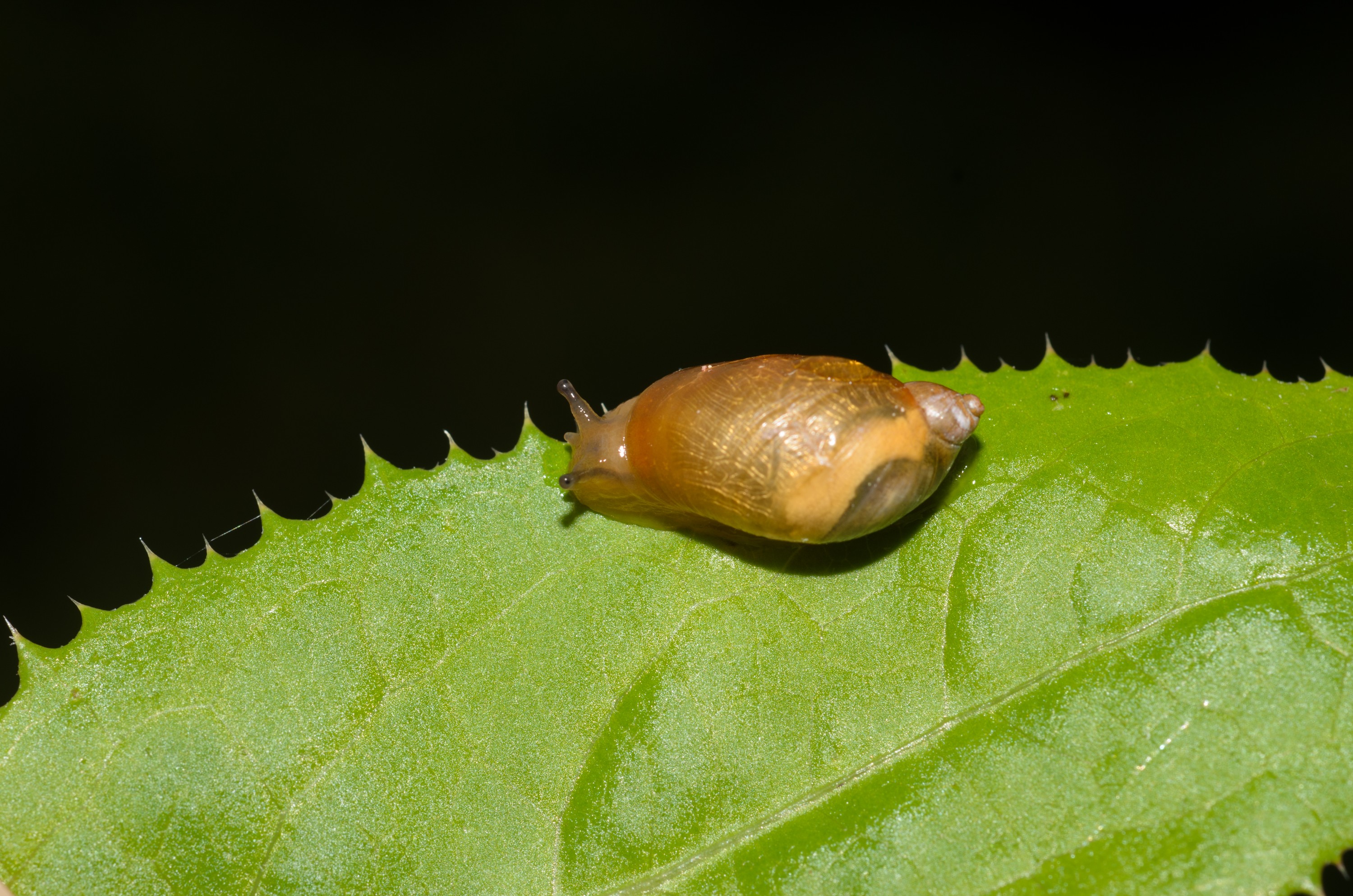 DSC_6318 – England, Holland, Snail, UK, UK16, crispin