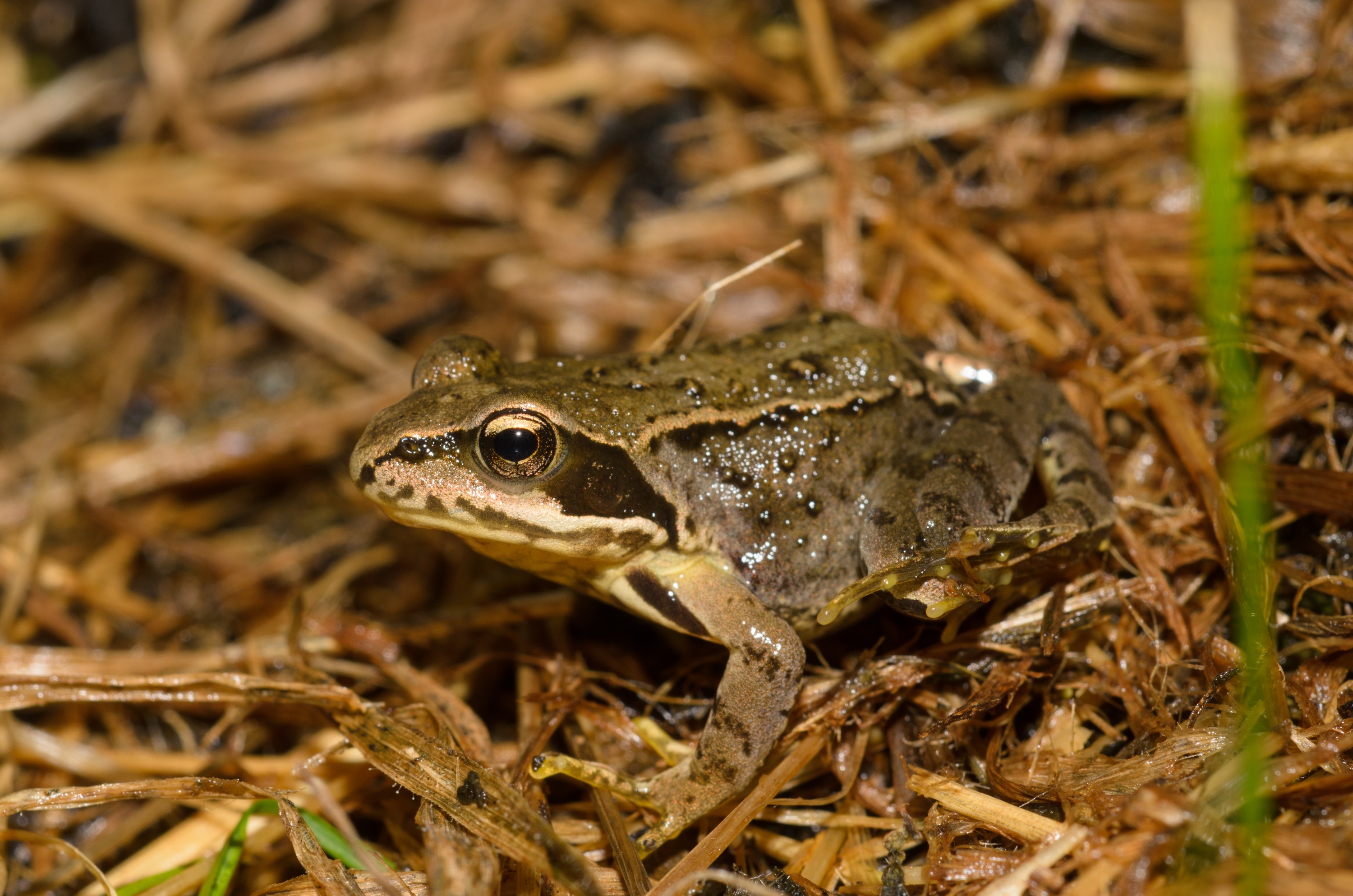 DSC_6370 – England, Frog, Holland, UK, UK16, crispin