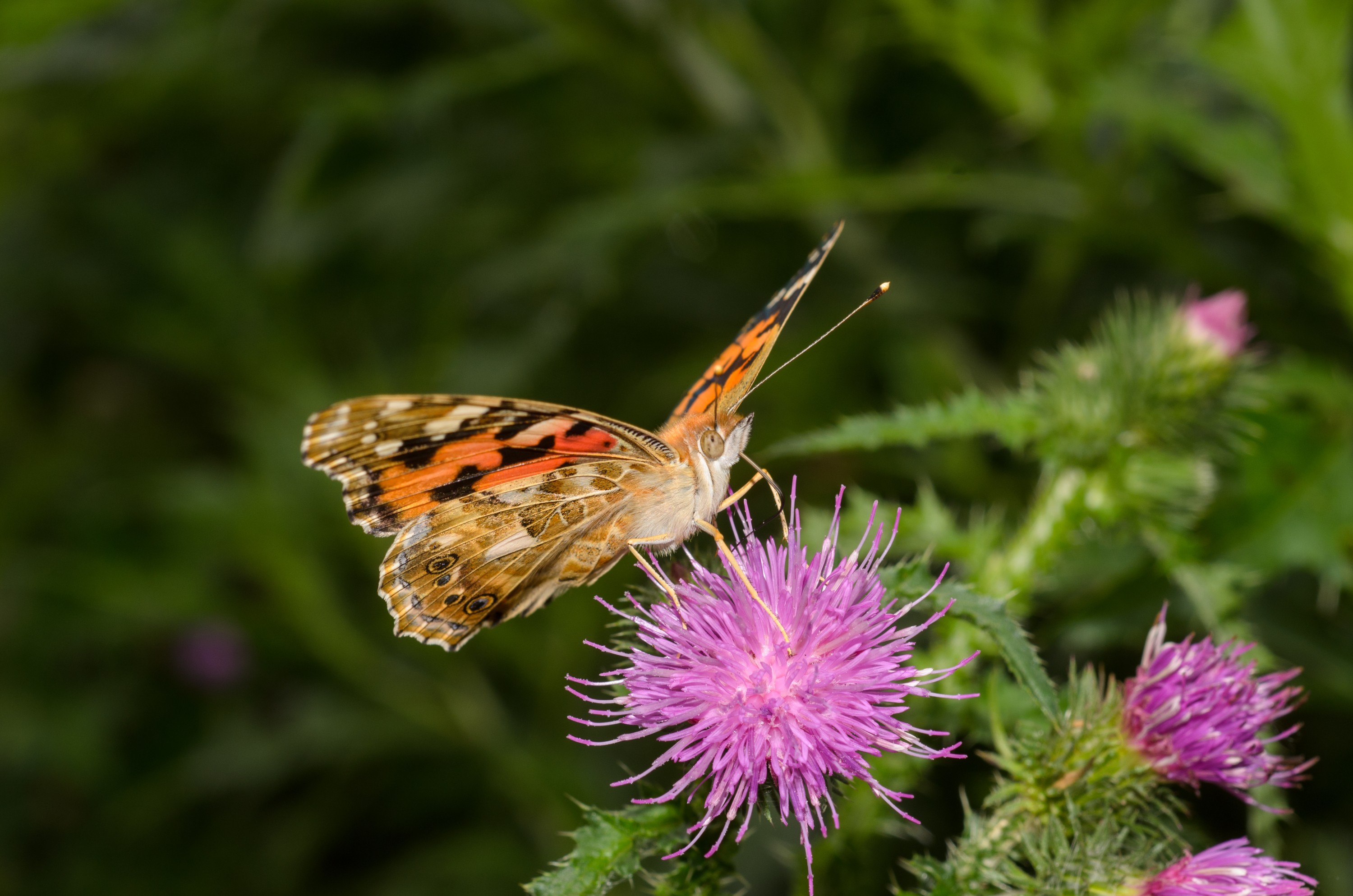 DSC_6400 – England, Holland, UK, UK16, butterfly, crispin