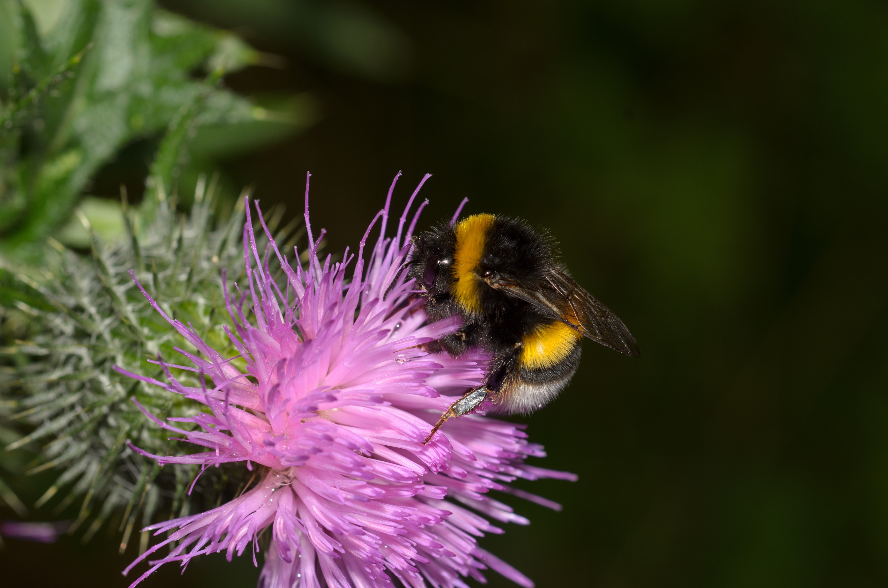 DSC_6408 – Bee, England, Holland, UK, UK16, crispin