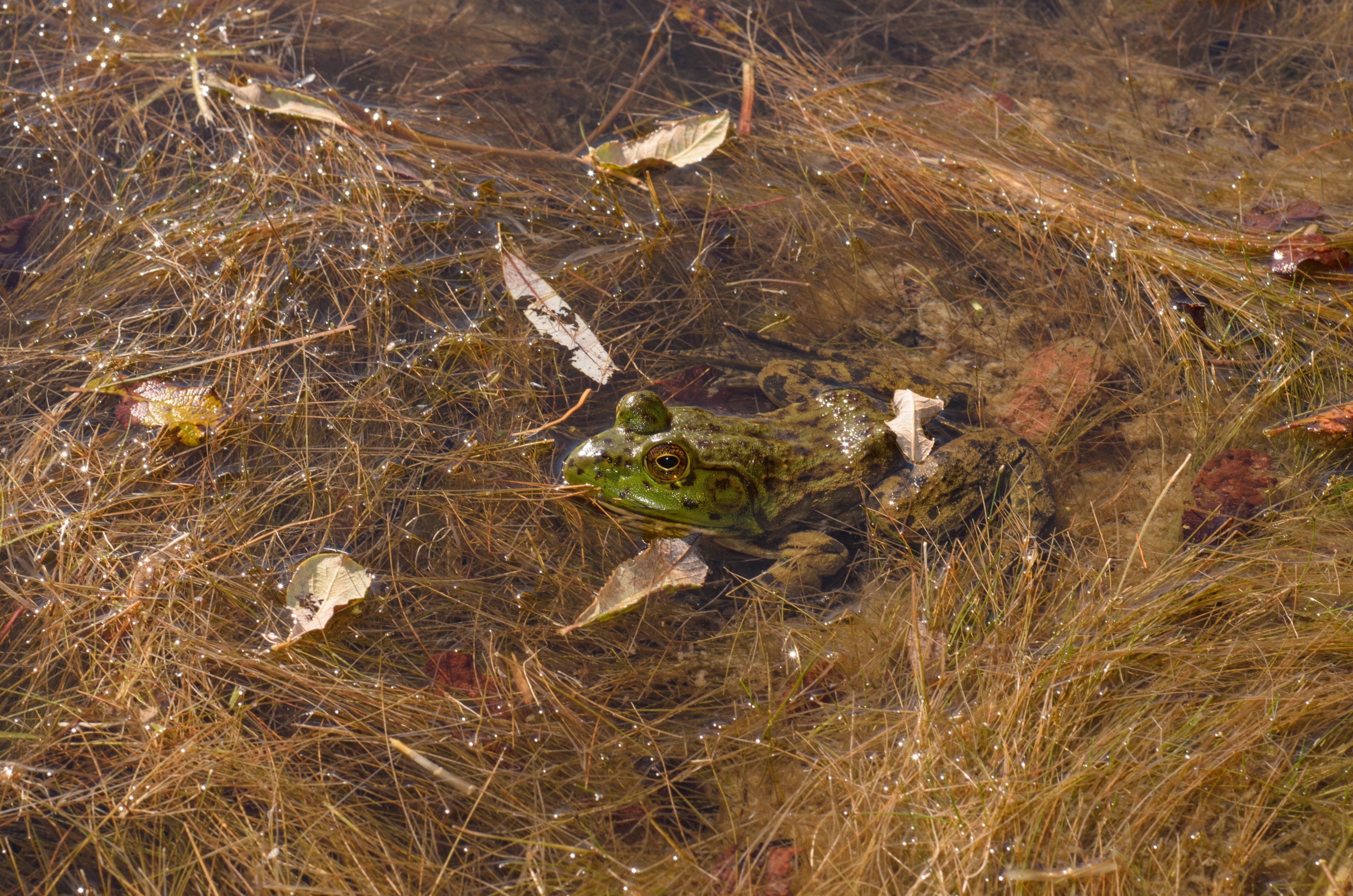 DSC_0056 – 2016, America, Crispin, Massachusetts, September, U.S.A., USA, american, bullfrog, seacology, seacologynz.com