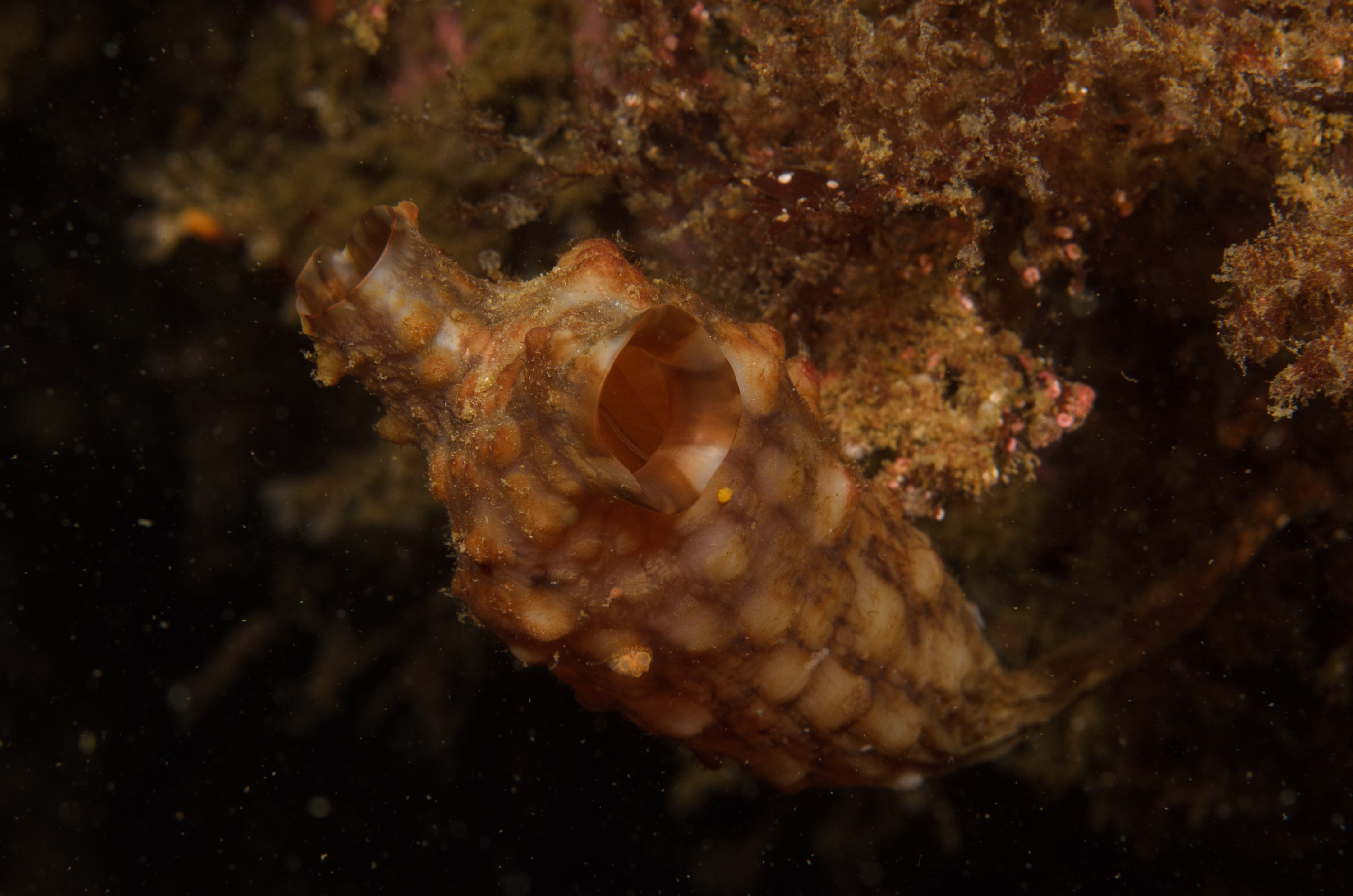 DSC_0274 – 2016, America, Crispin, Massachusetts, September, U.S.A., USA, ann, atlantic, cape, ocean, seacology, seacologynz.com