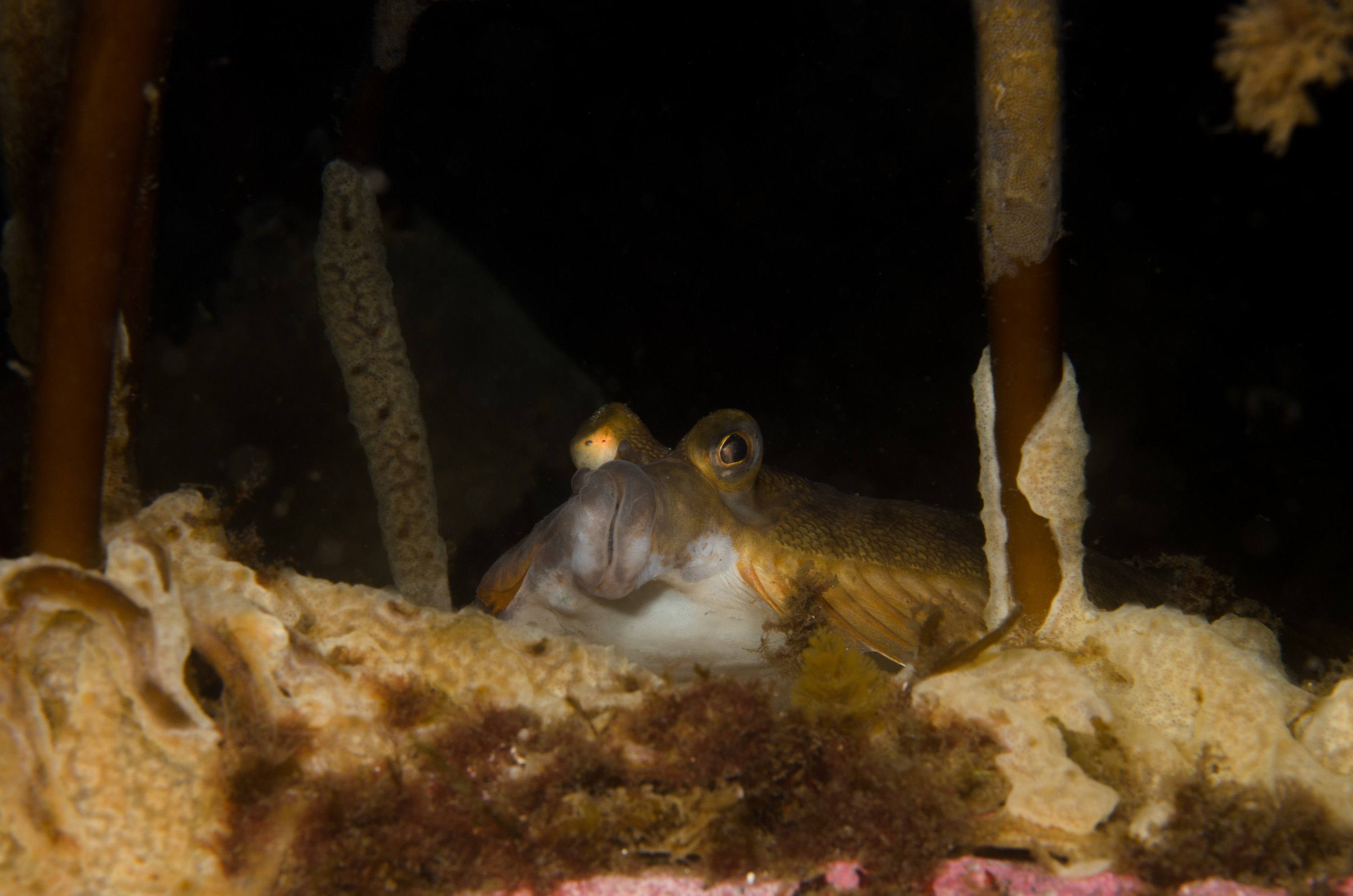 DSC_0298 – 2016, America, Crispin, Massachusetts, September, U.S.A., USA, ann, atlantic, cape, ocean, seacology, seacologynz.com